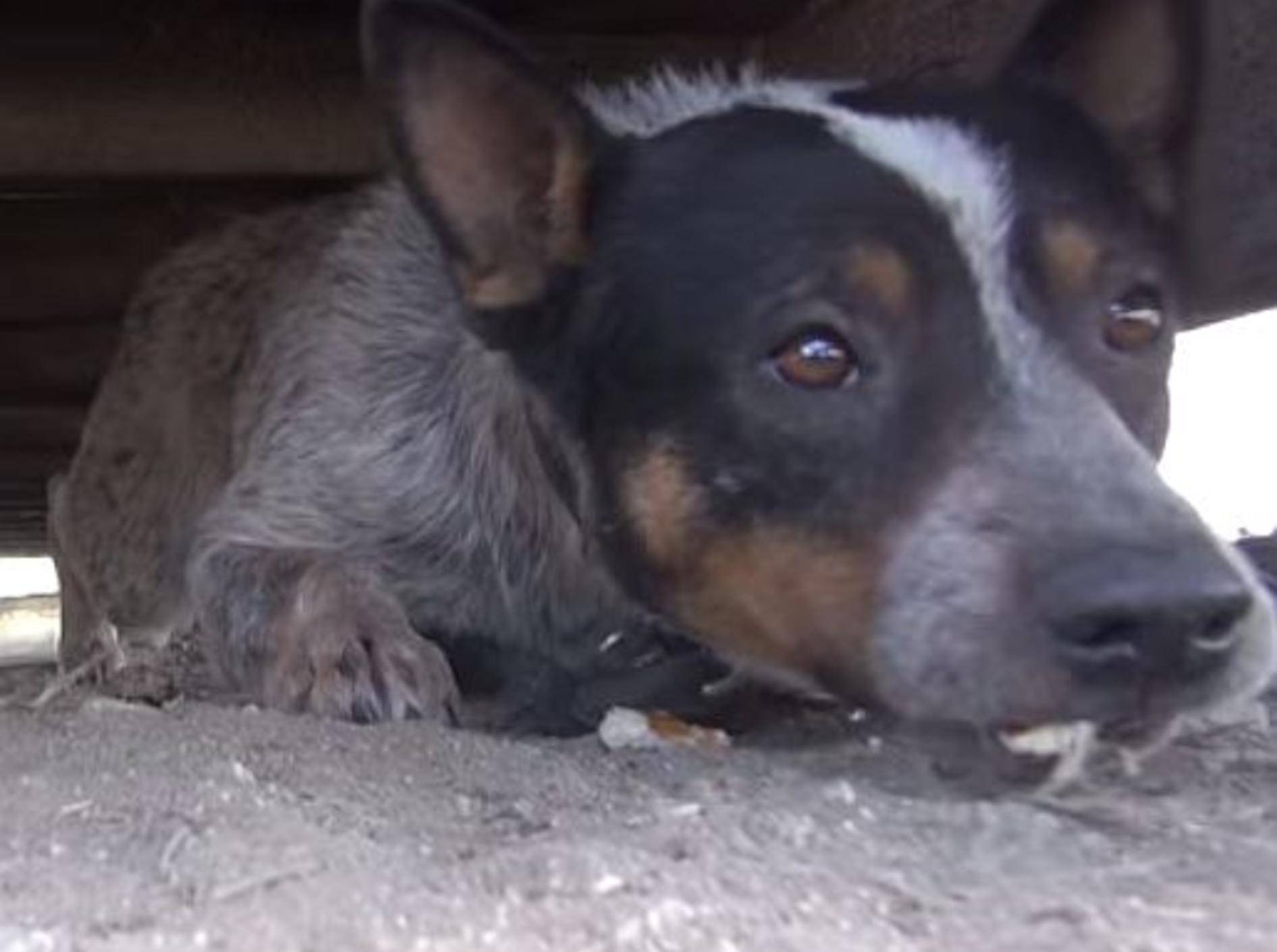 Ergreifend: Tierschutz rettet verängstigten Hund – Bild: Youtube / Eldad Hagar