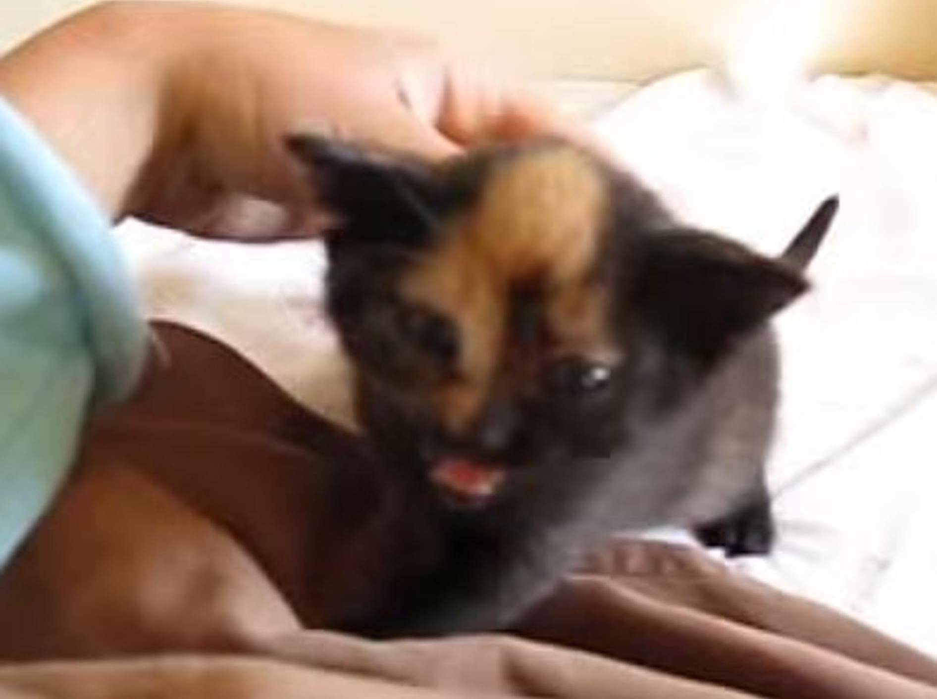 "Pieps, pieps" – eine Babykatze übt Miauen – Bild: Youtube / WavyJV