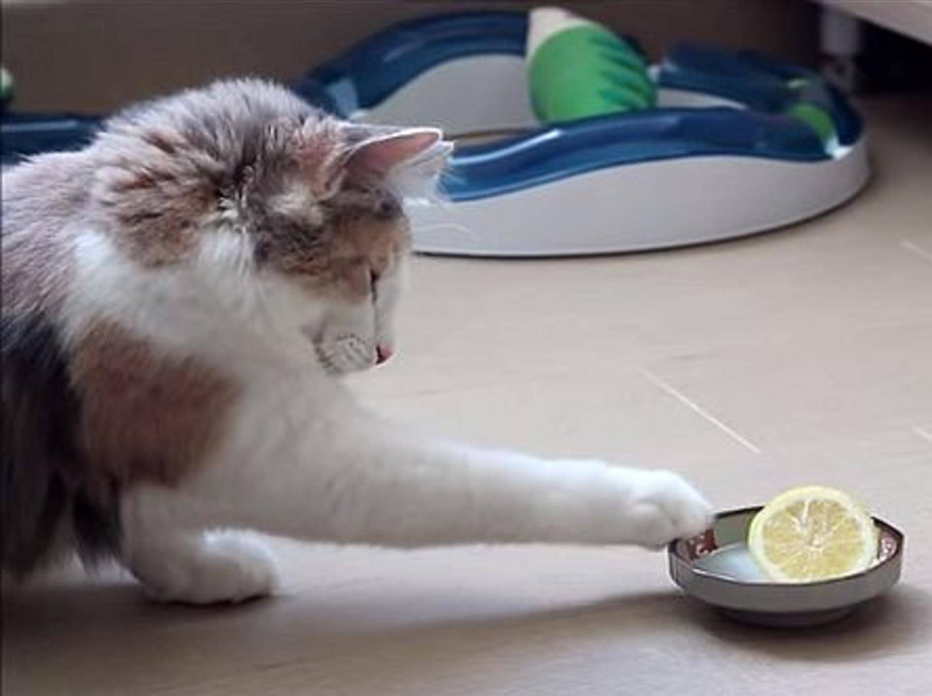 Katze findet: Zitronen kann man nicht trauen – Bild: Youtube / 220hime