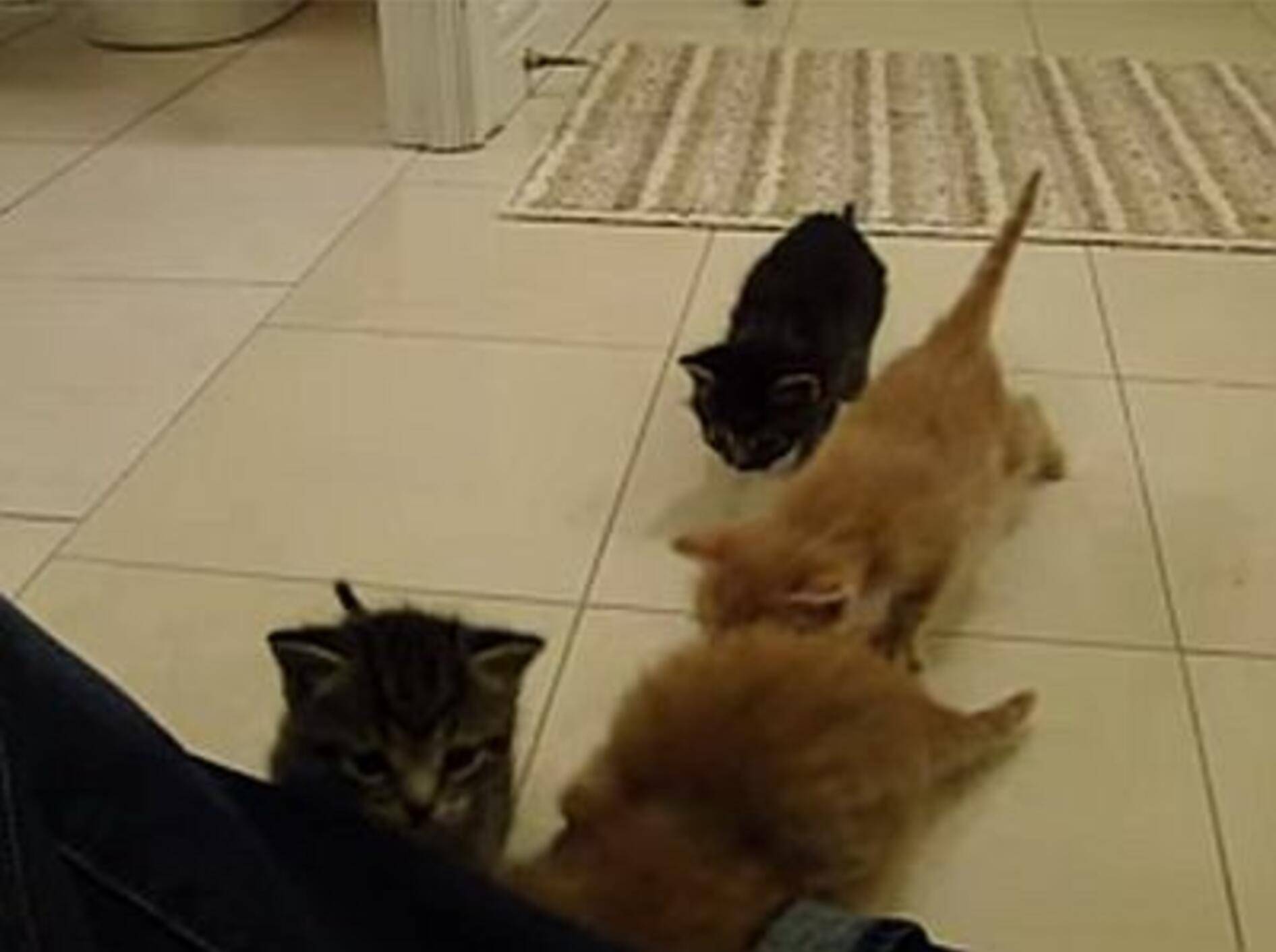 Zuckersüße Katzenbaby-Invasion – Bild: Youtube / I view, therefore I am