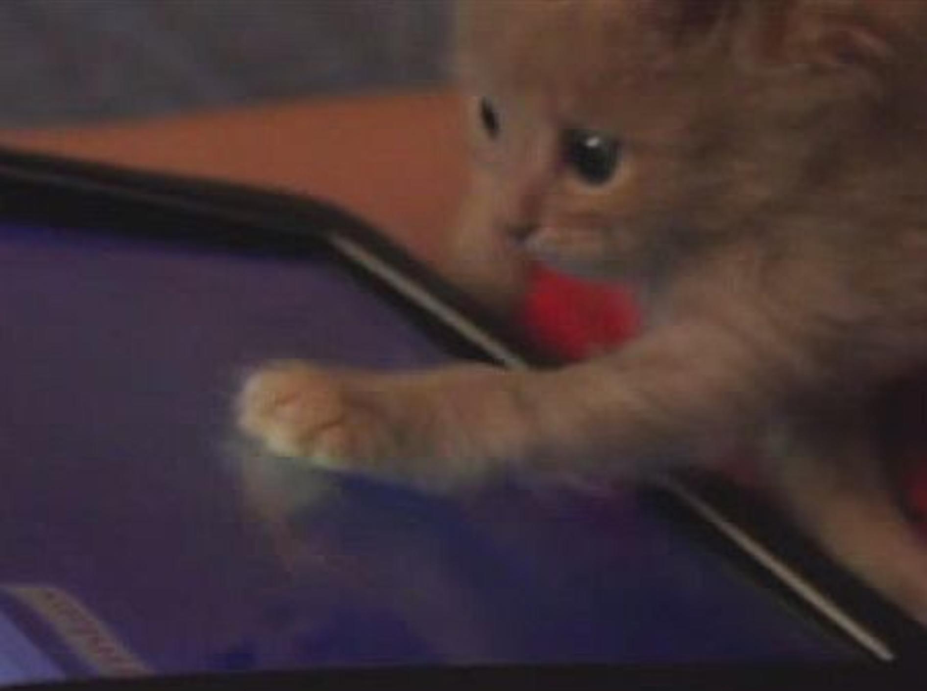 iPad-Spielspaß mit einem roten Katzenbaby – Bild: Youtube / Мария Мишуренко