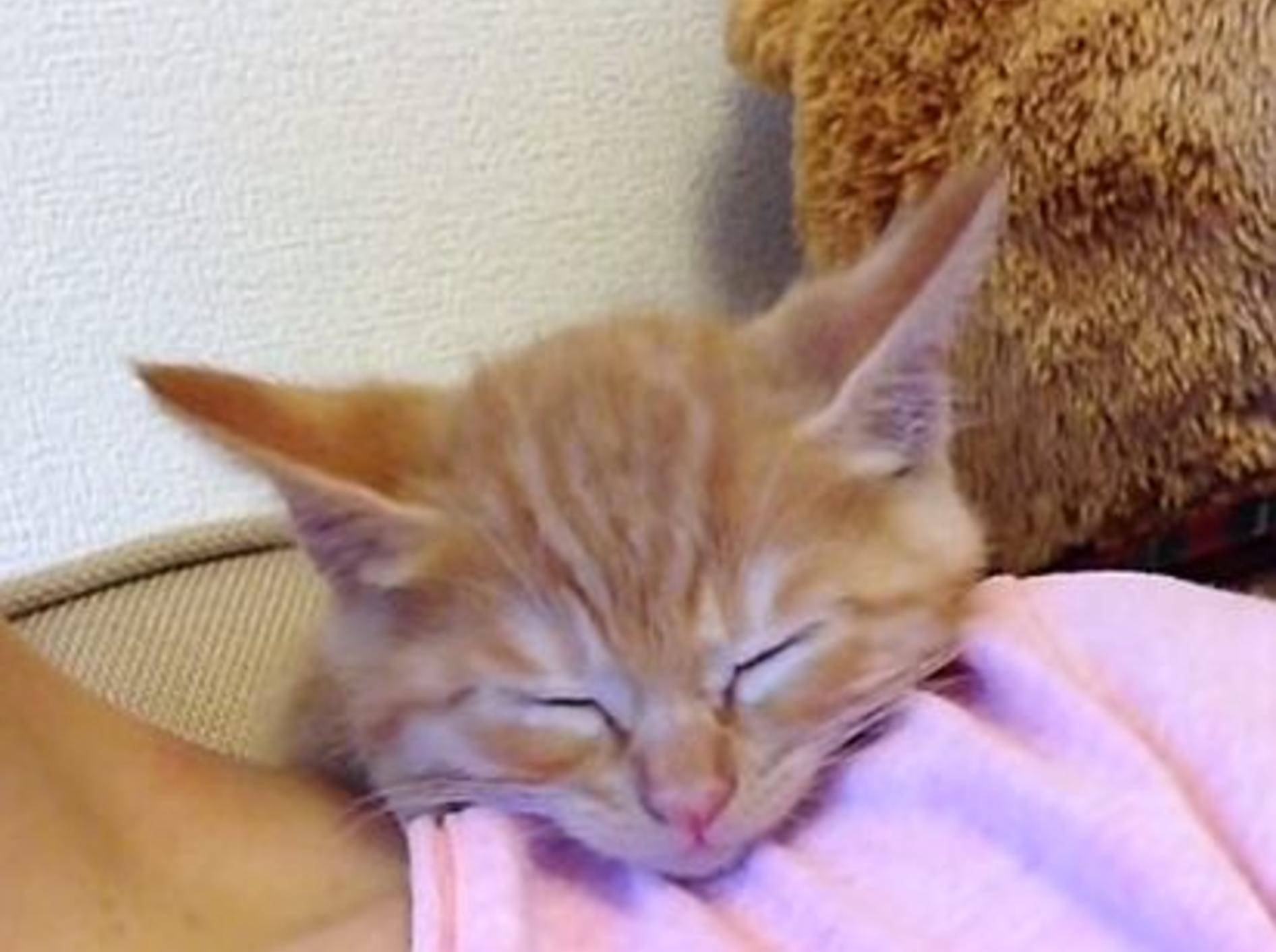 Gute Nacht, kleines Katzenbaby! – Bild: Youtube / kohei ezaki