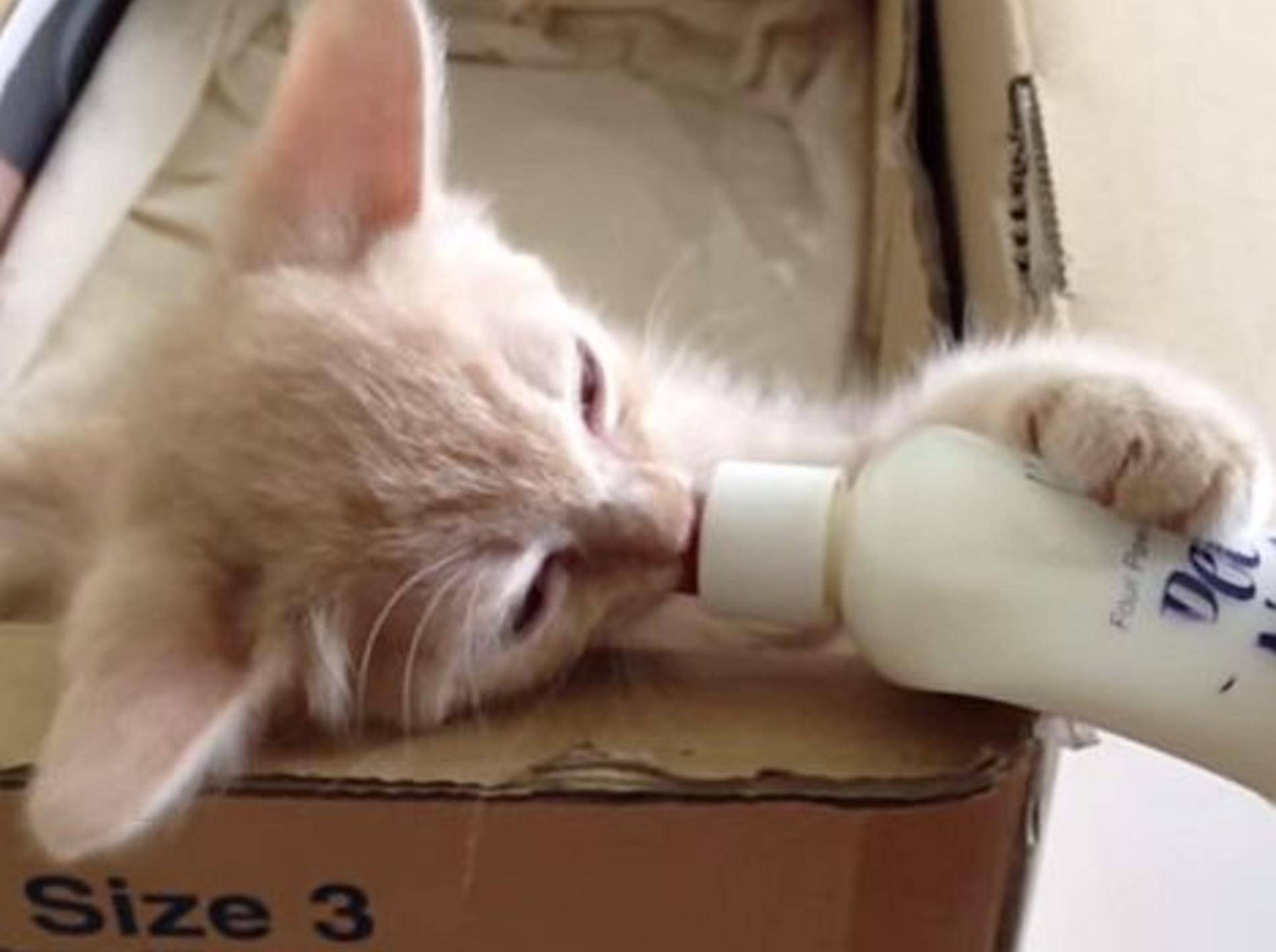 Babykatze trinkt ihr Fläschchen – Bild: Youtube / PRINCESSPINKBABY
