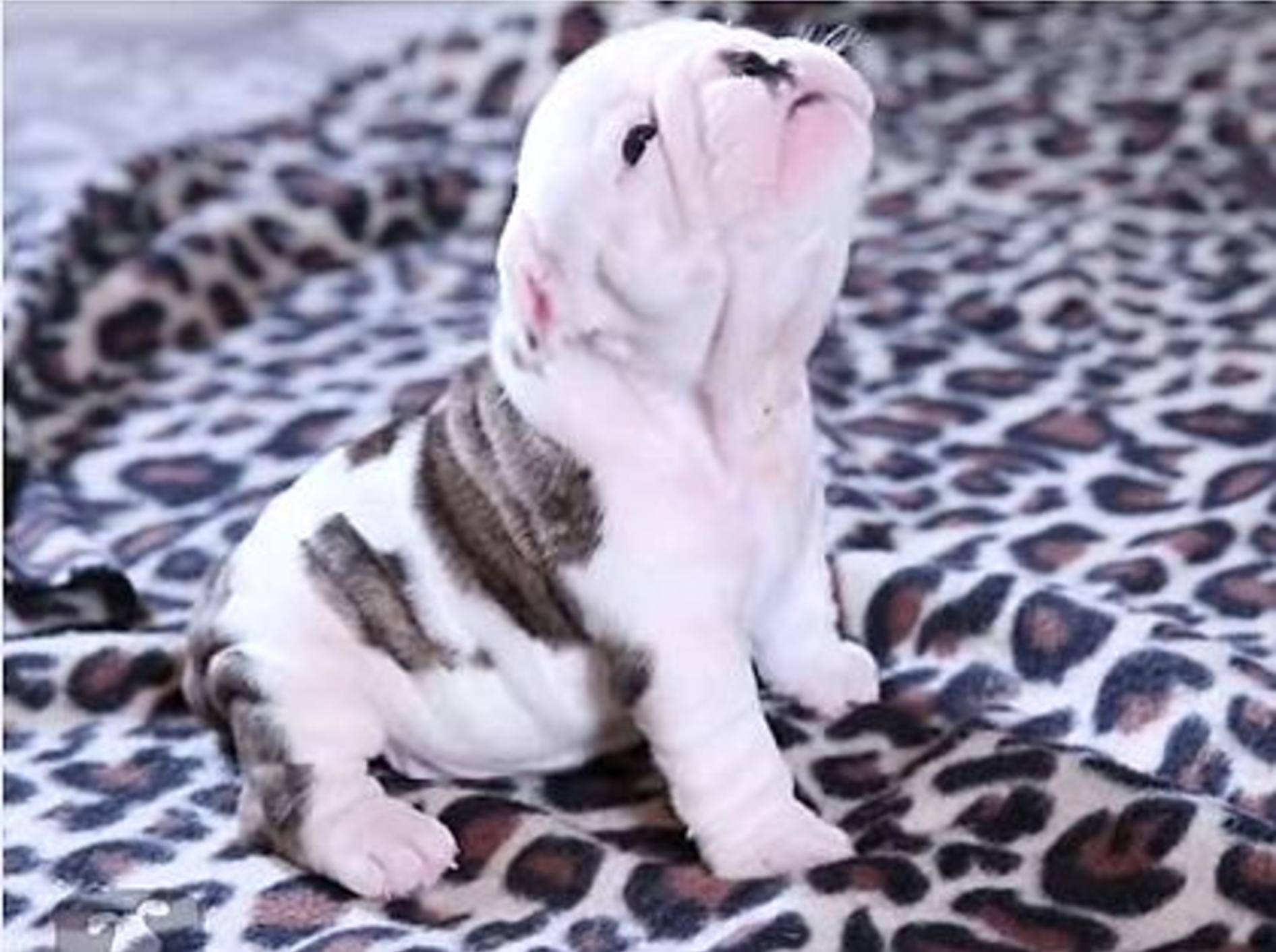 Babybulldogge: Schaut mal was ich kann! – Bild: Youtube / The Pet Collective