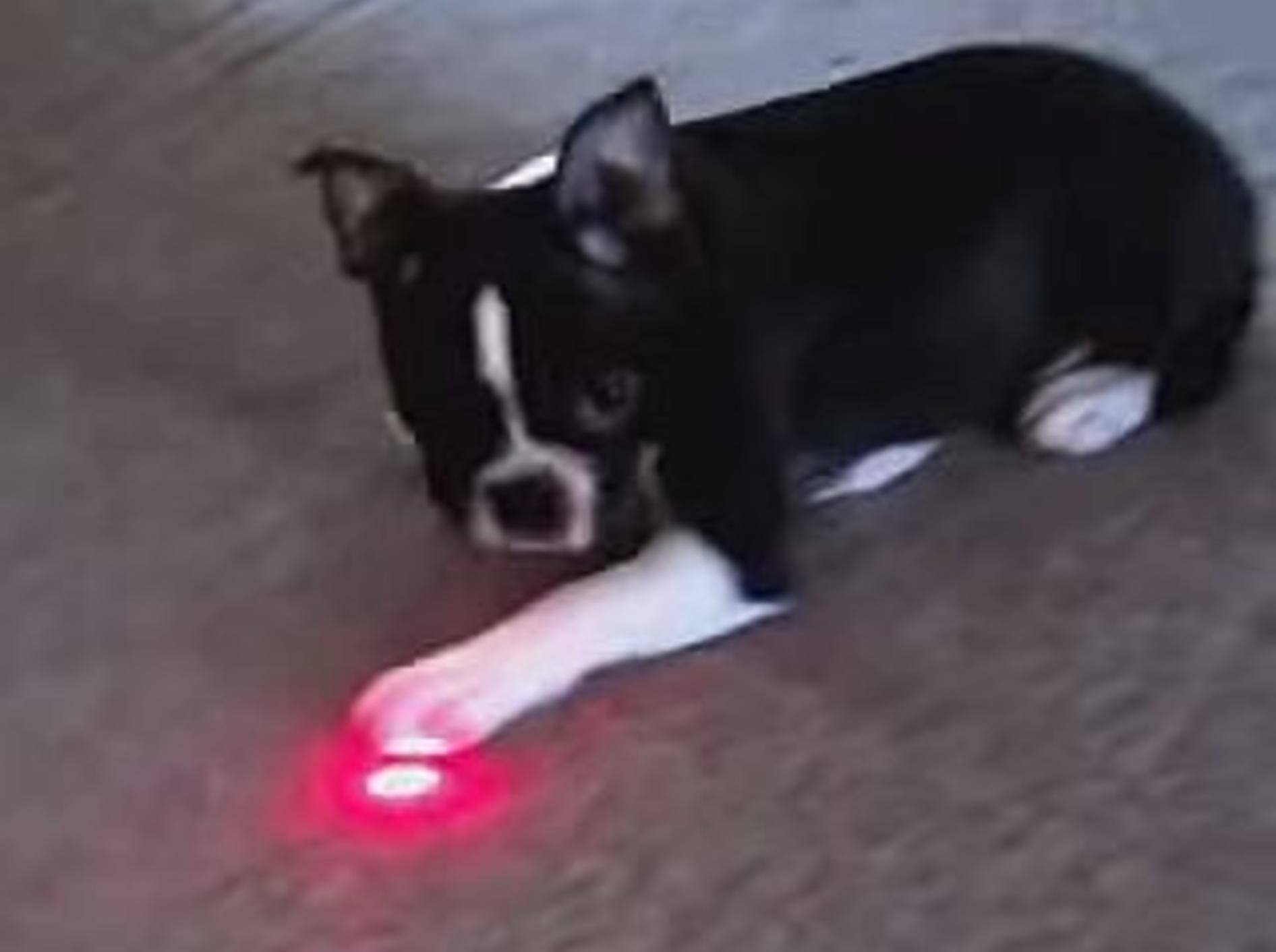 Hunde beweisen: Nicht nur Katzen mögen Laserpointer – Bild: Youtube / CrazyFunnyStuffCFS