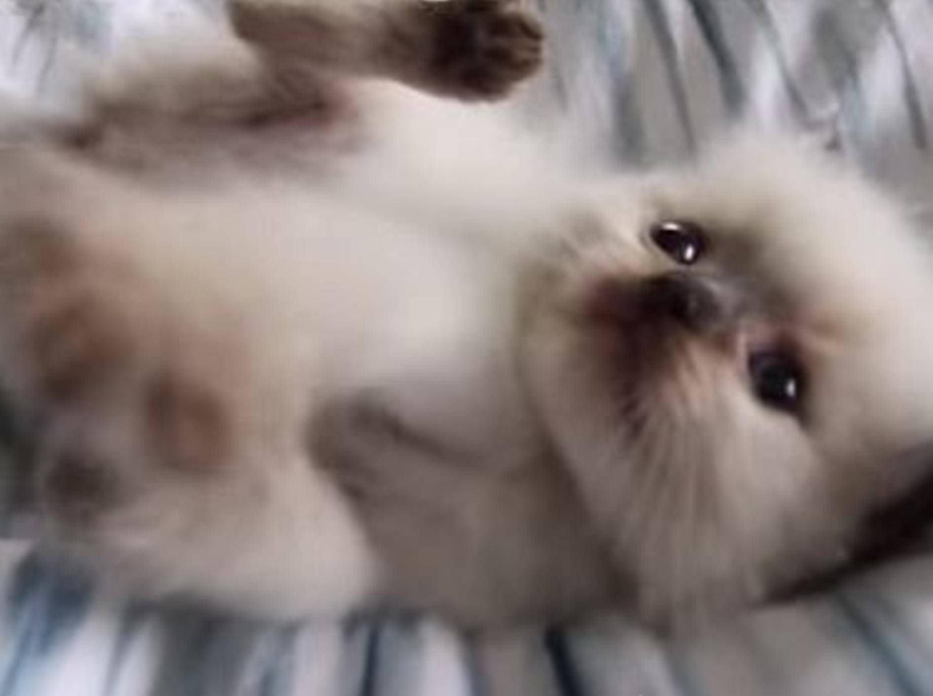 Spielalarm bei Ragdoll-Kitten Pansy – Bild: Youtube / Lulu the Shiba Inu