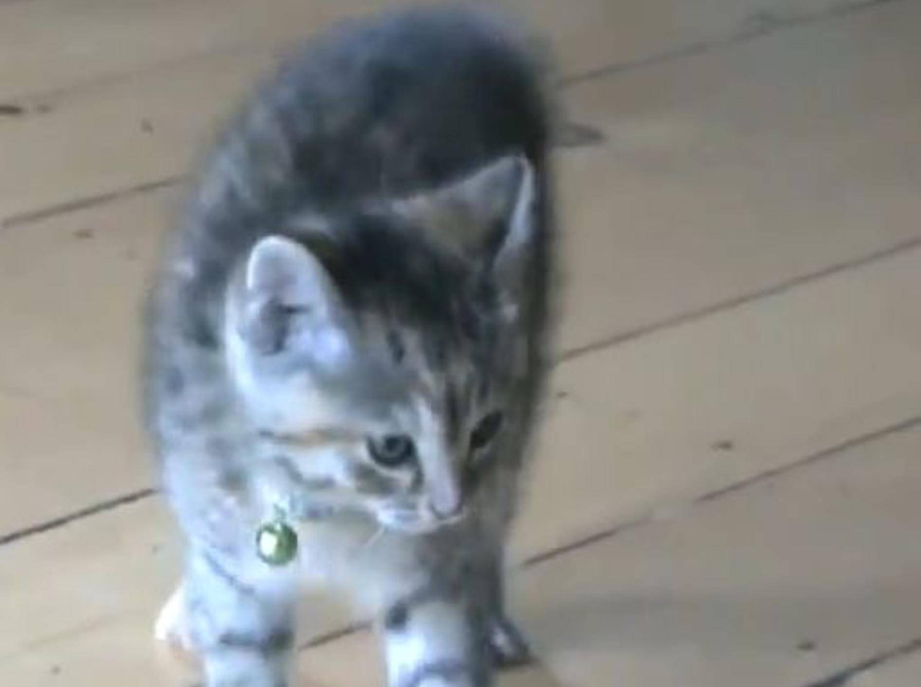 Freche Katze spielt beim Toben verrückt – Bild: YouTube / metocco
