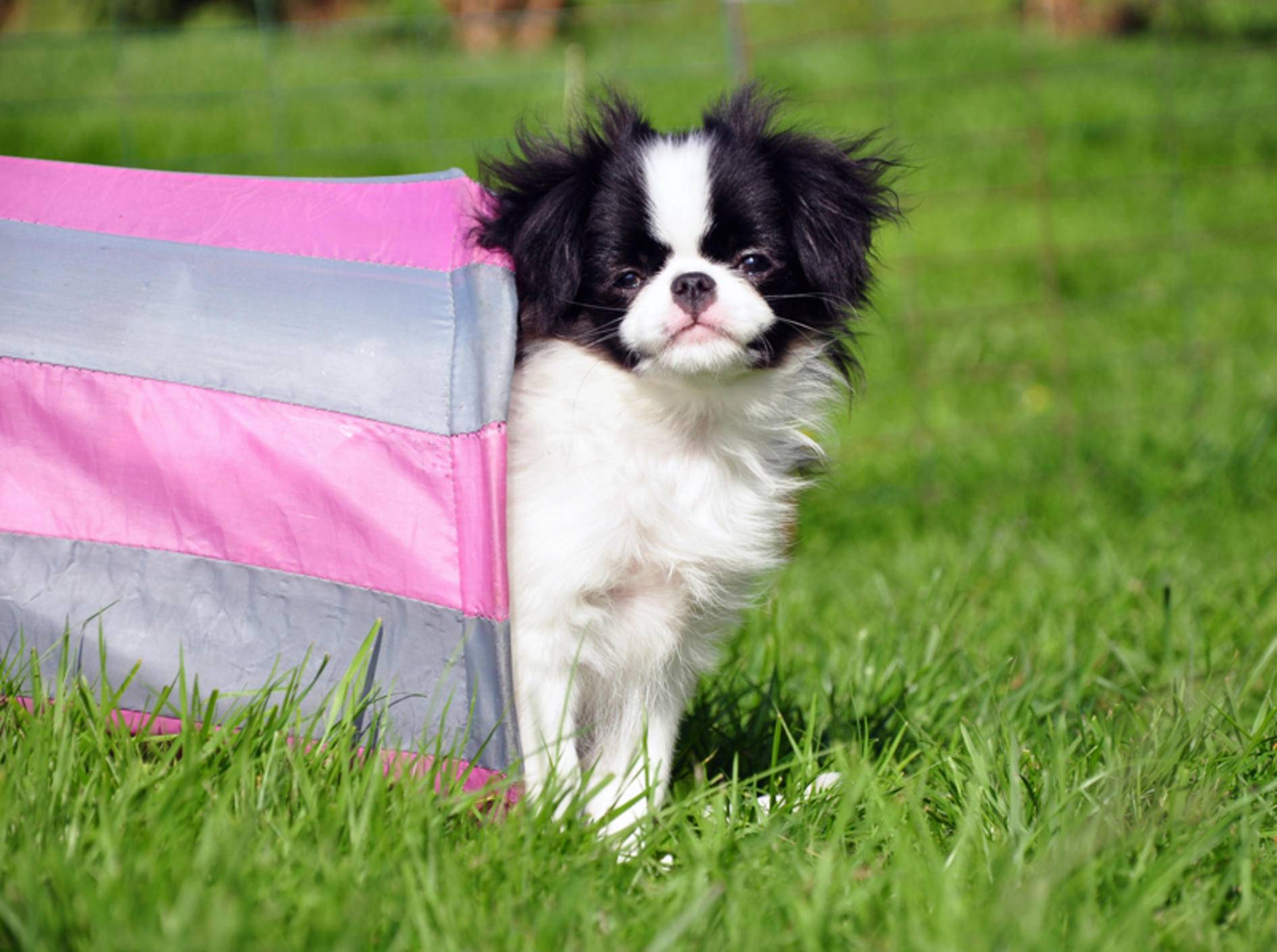 Japan Chin Alle Infos und Tipps zur Rasse