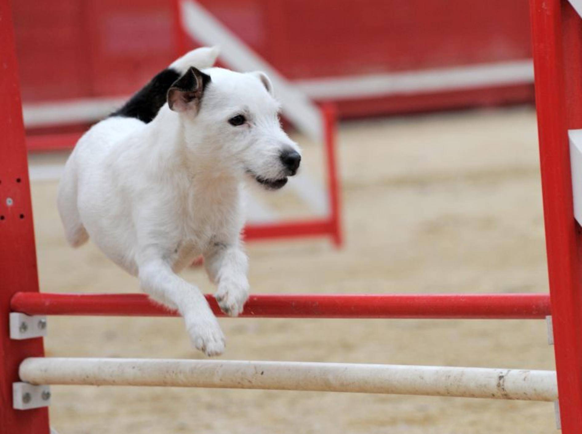 Wichtig für die Haltung: Jack Russell Terrier brauchen viel Beschäftigung – Bild: Shutterstock / cynoclub