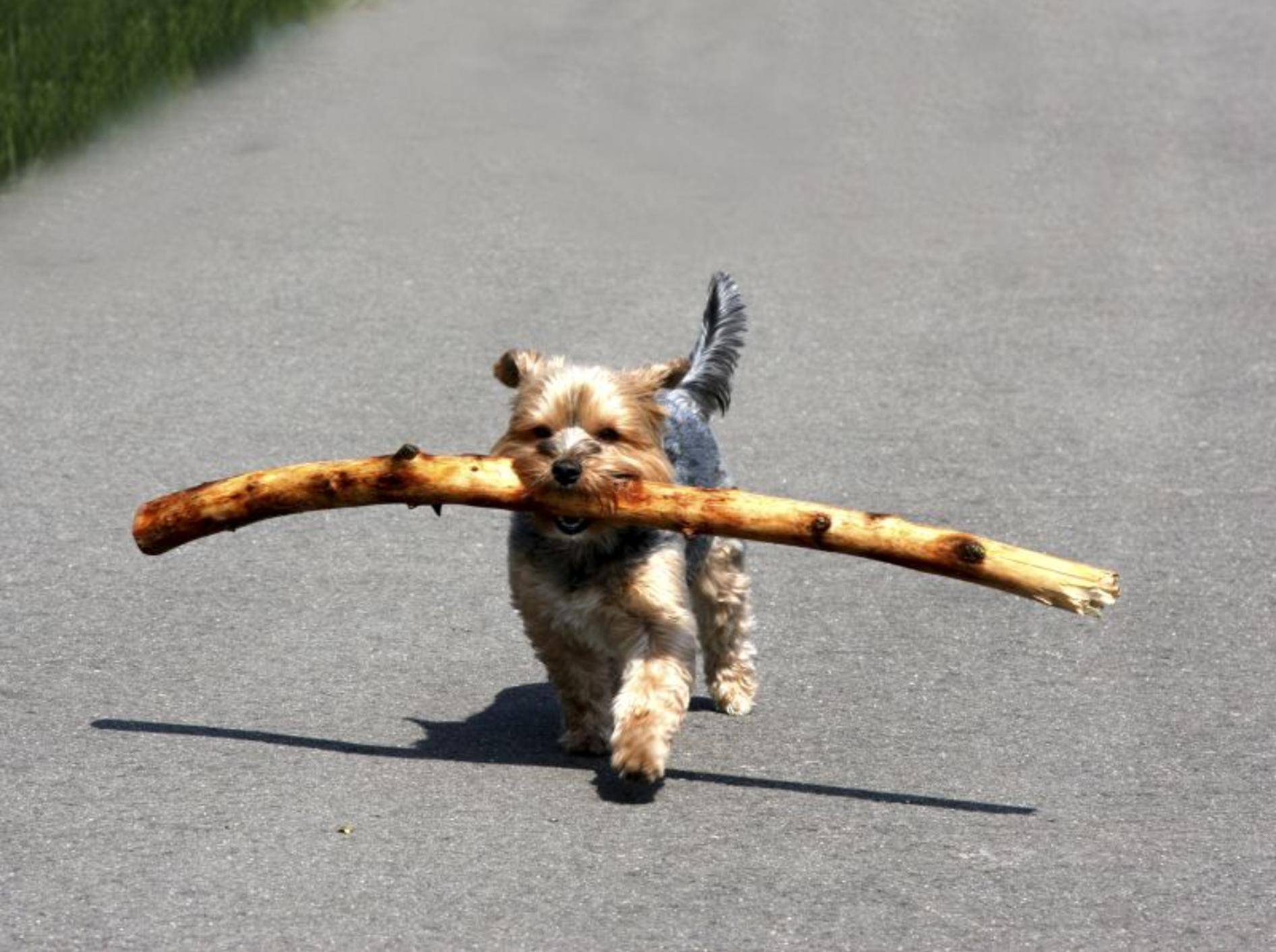 Der kluge, muntere Yorkshire Terrier spielt gern und lernt schnell – Bild: Shutterstock / Peter38