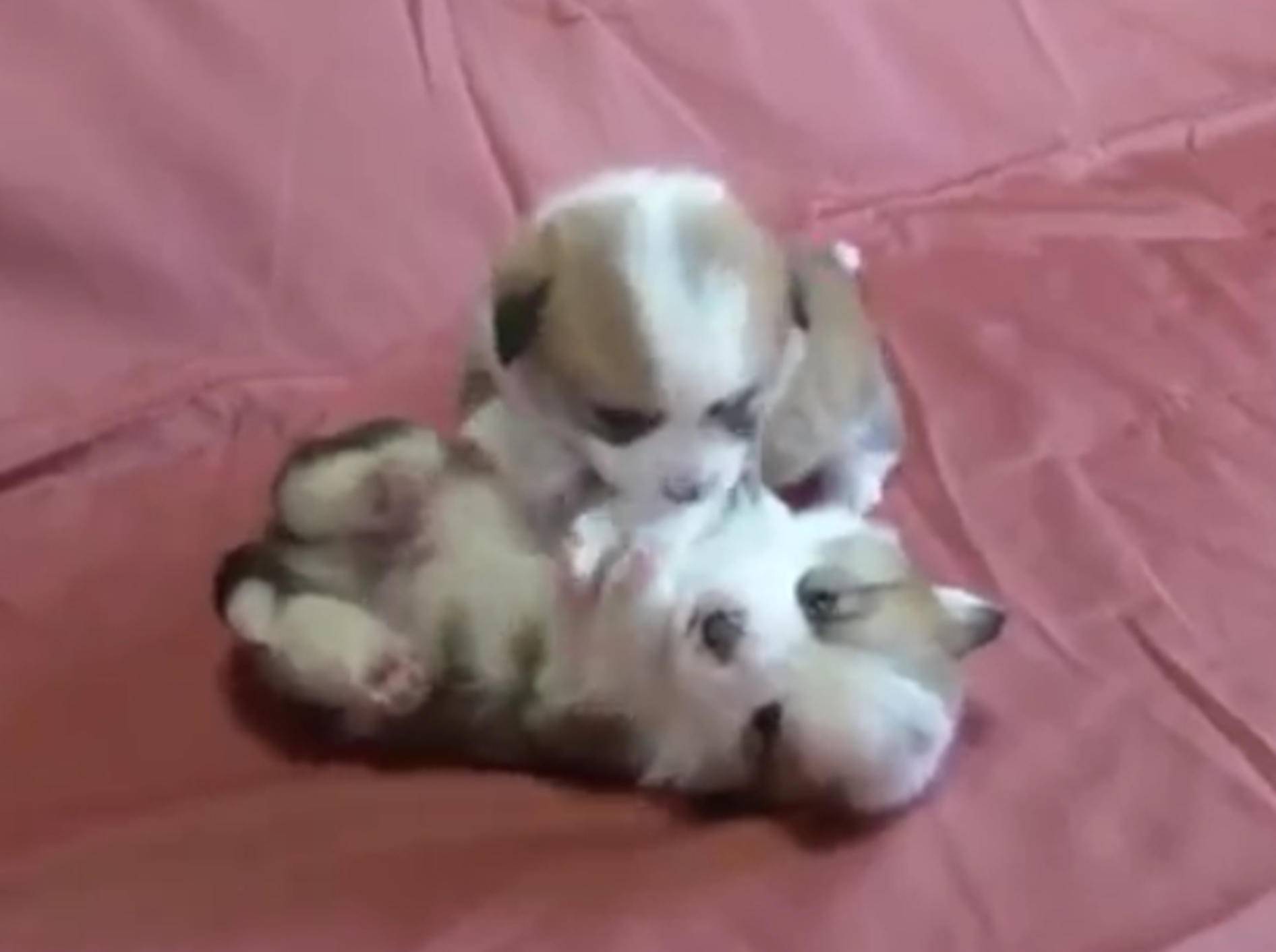 Putzige Hundewelpen üben das Rangeln – Bild: YouTube / Miss Aww