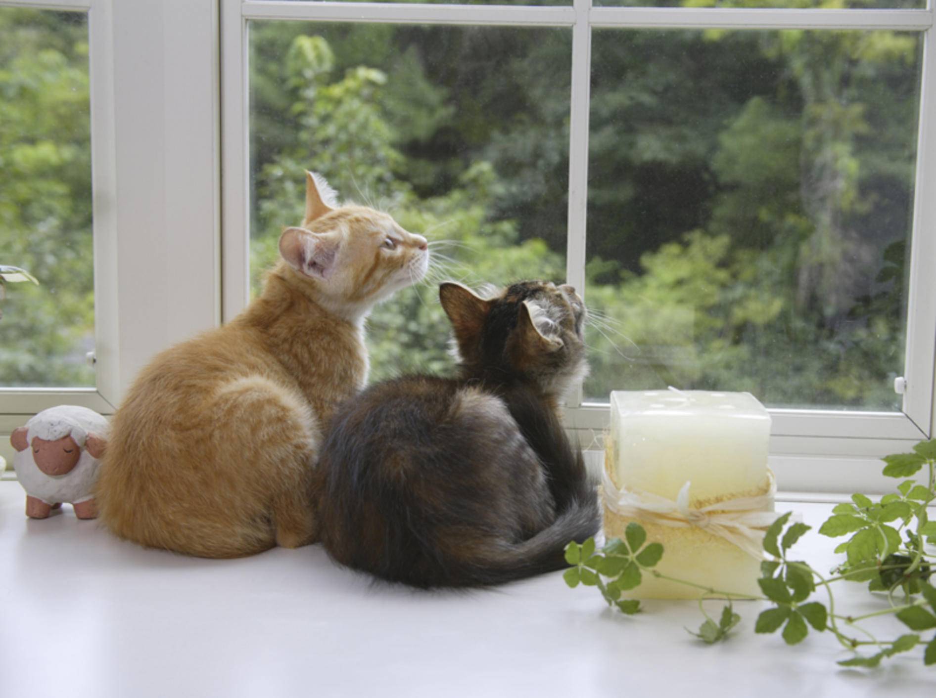 Mit Spielkameraden fällt Katzen das Alleinsein leichter – Bild: Shutterstock / KPG Payless2