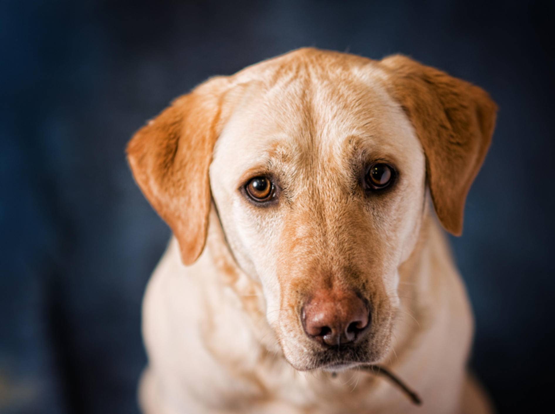 Eine Verstopfung ist für den Hund sehr unangenehm – Bild: Shutterstock / sianc