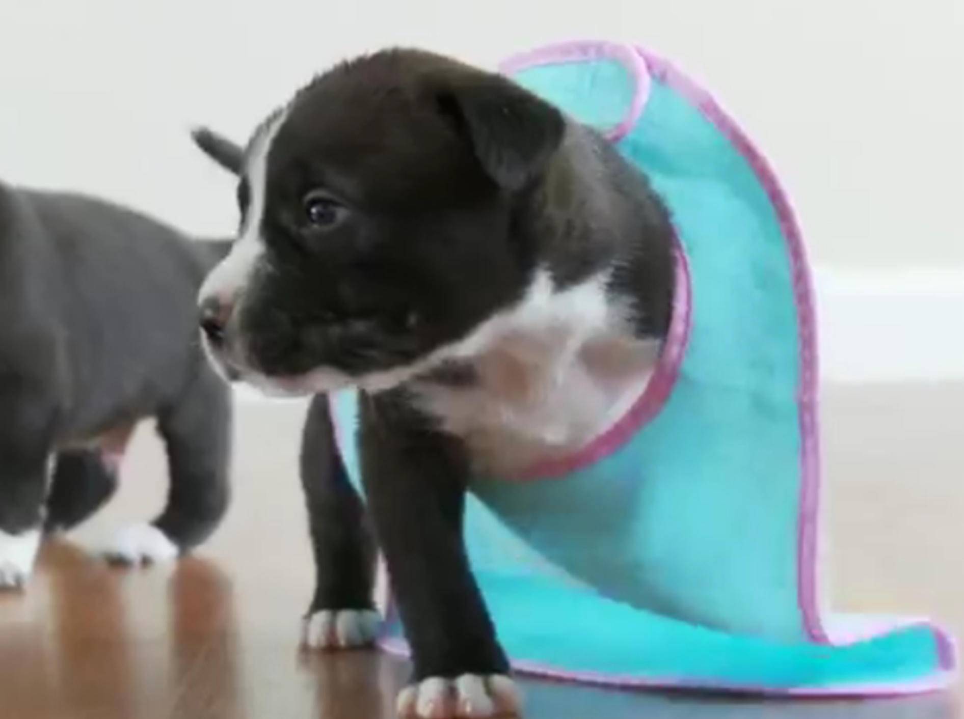 Putzige Pitbull-Welpen spielen mit Lätzchen – Bild: YouTube / The Pet Collective