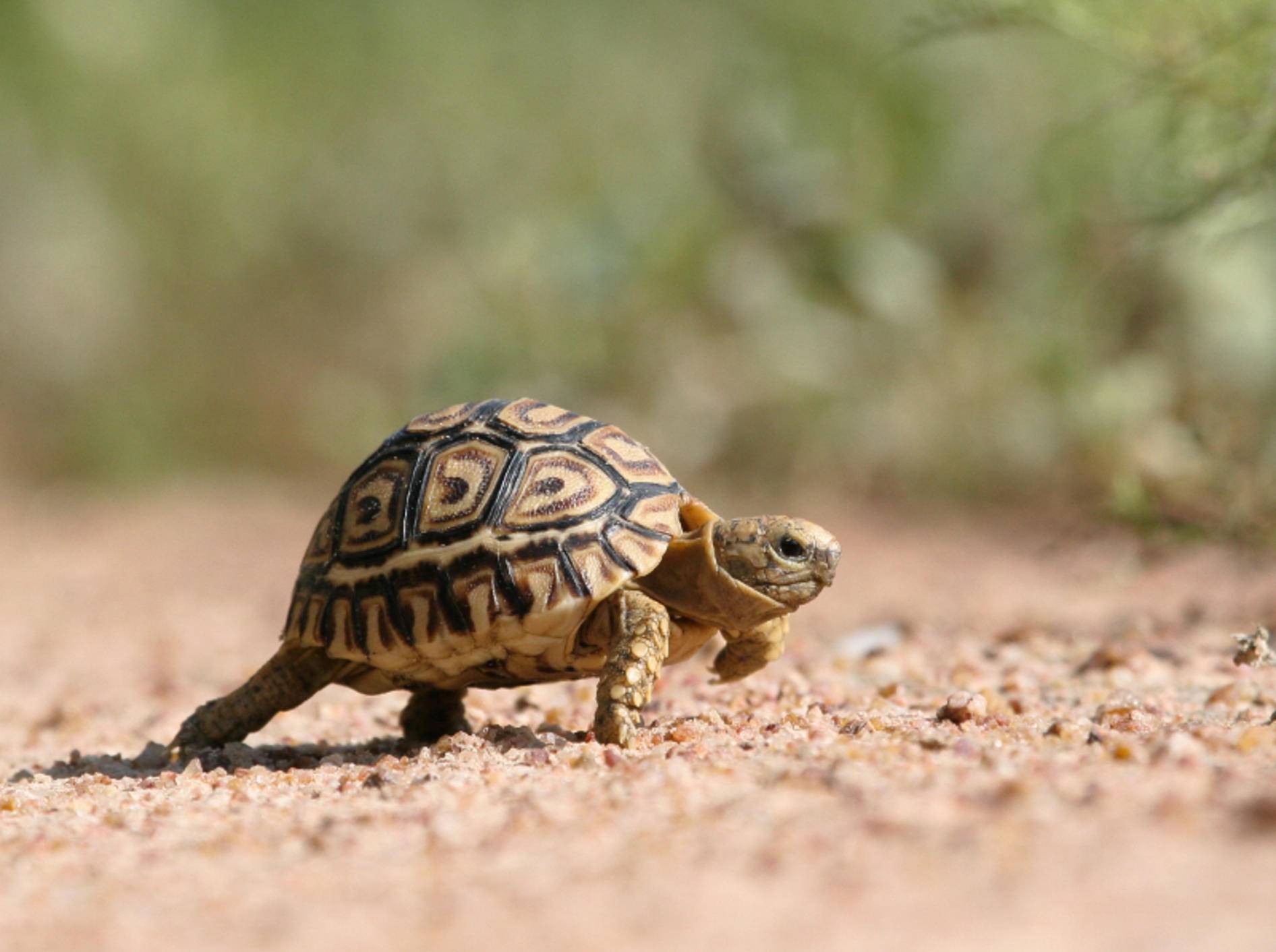 Katze Und Schildkrote Wer Jagt Hier Wen