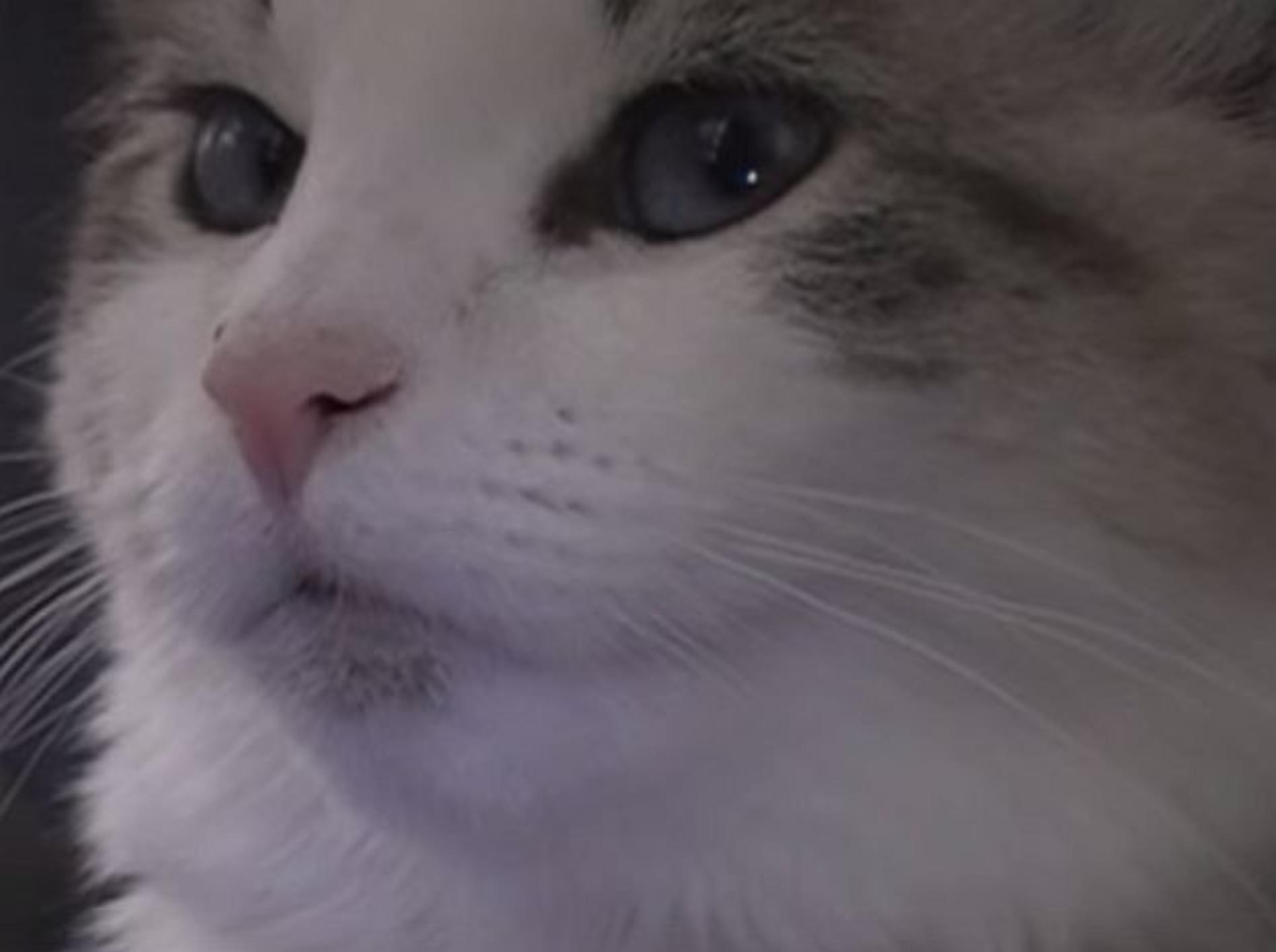 Niedliche Katze ist in Plauderstimmung – Bild: Youtube / HaloTheKitten's channel