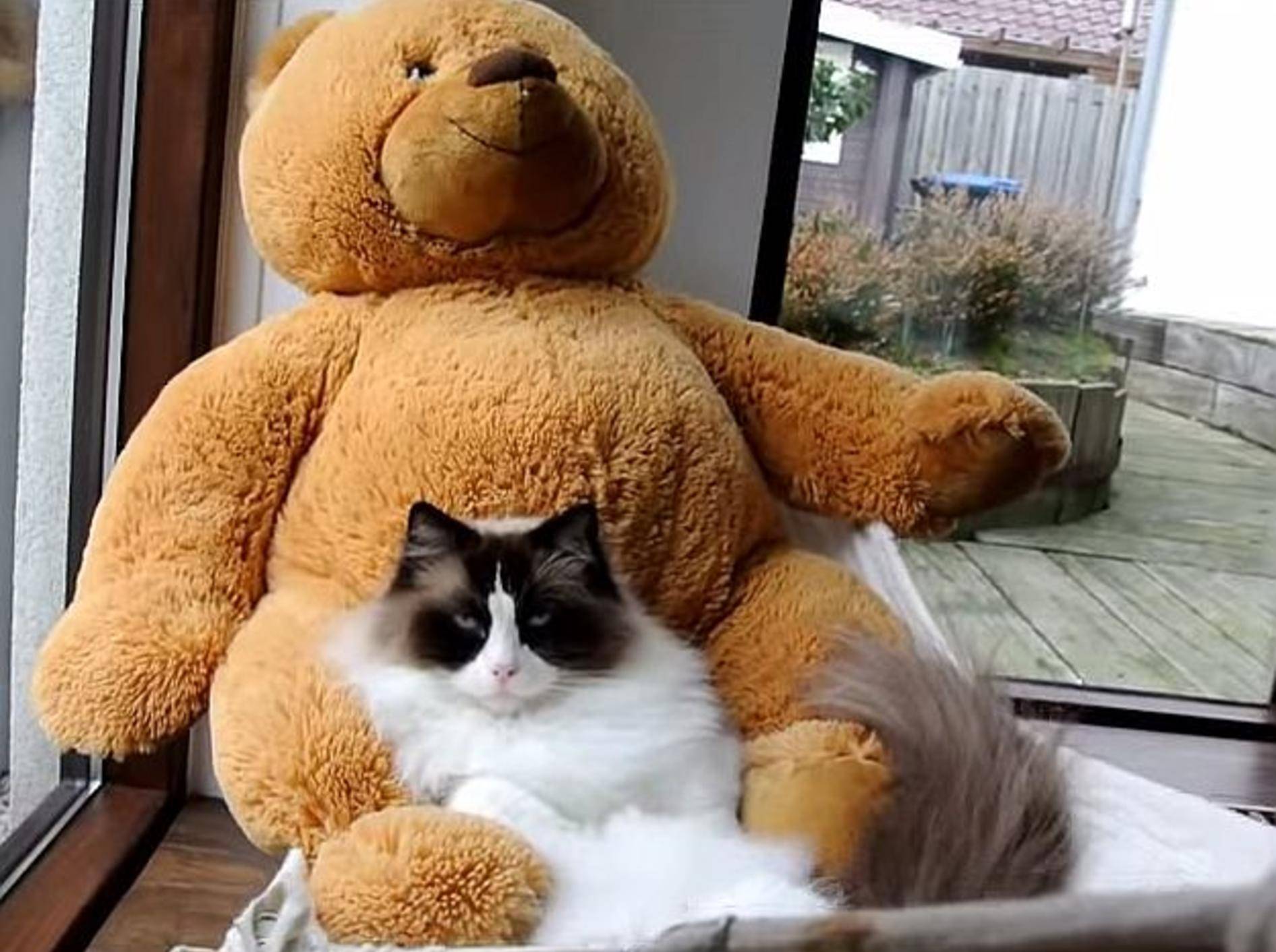 Timo und sein Teddybär – Bild: Youtube / Rumble Viral