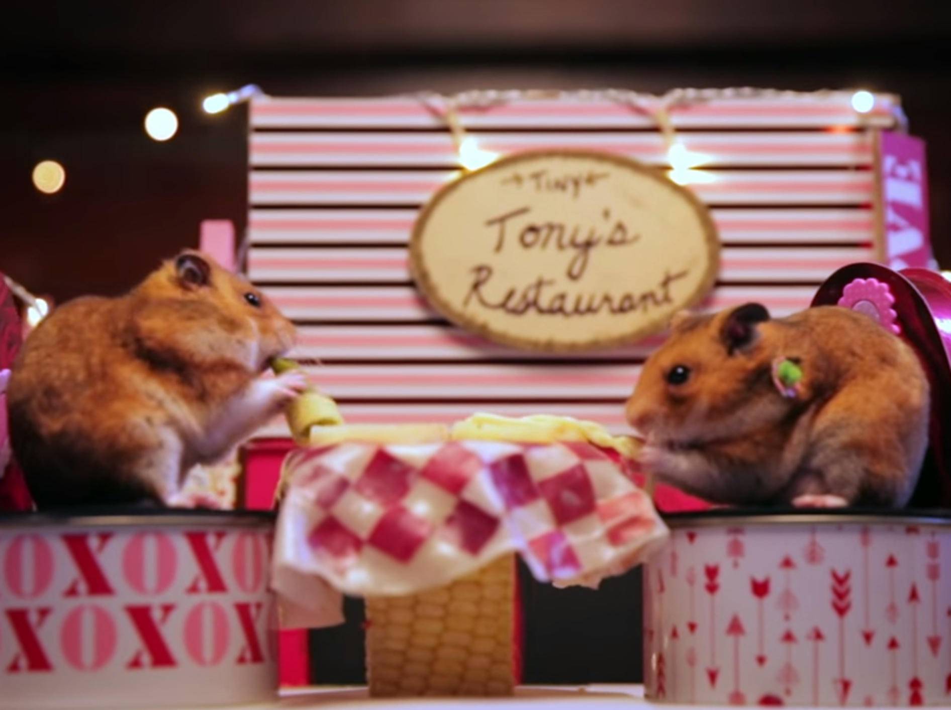 Hamster haben romantisches Date – Bild: YouTube / HelloDenizen