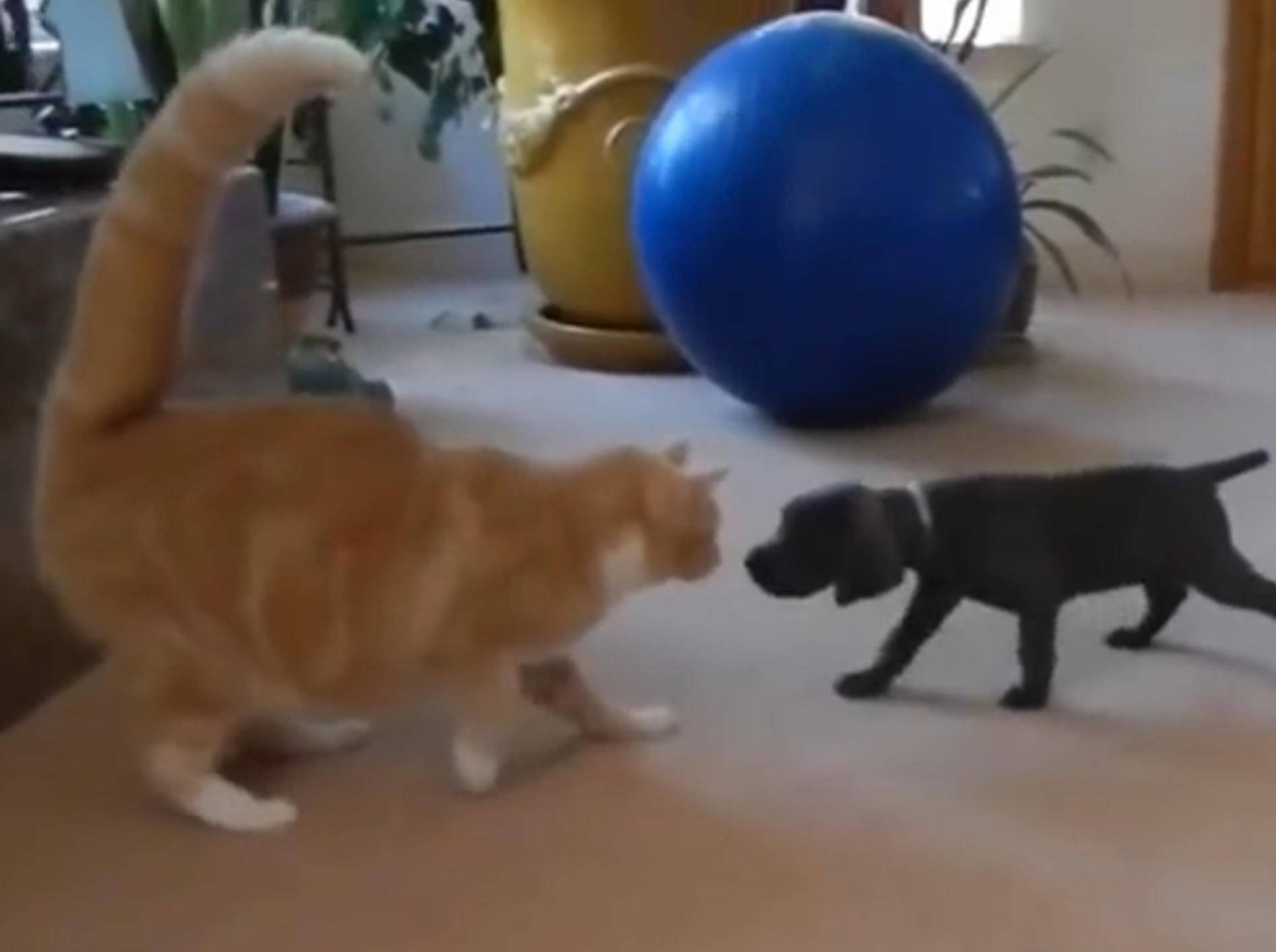 Hundewelpen treffen zum ersten Mal auf Katzen – Bild: YouTube / funnyplox