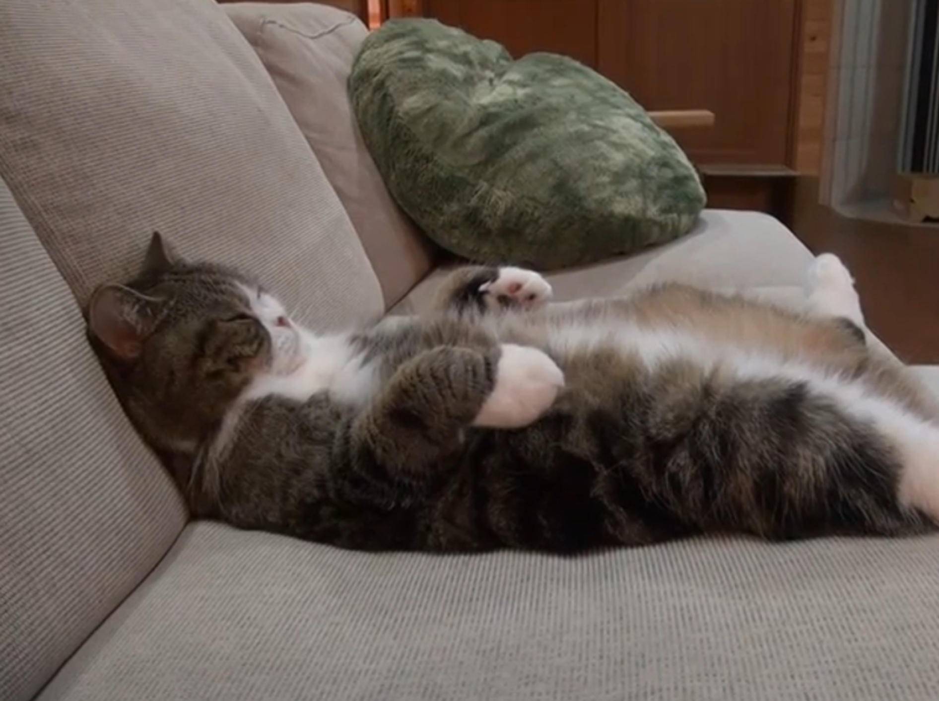 Kater Maru: "Relaxen auf der Couch ist klasse!" – Bild: YouTube / mugumogu