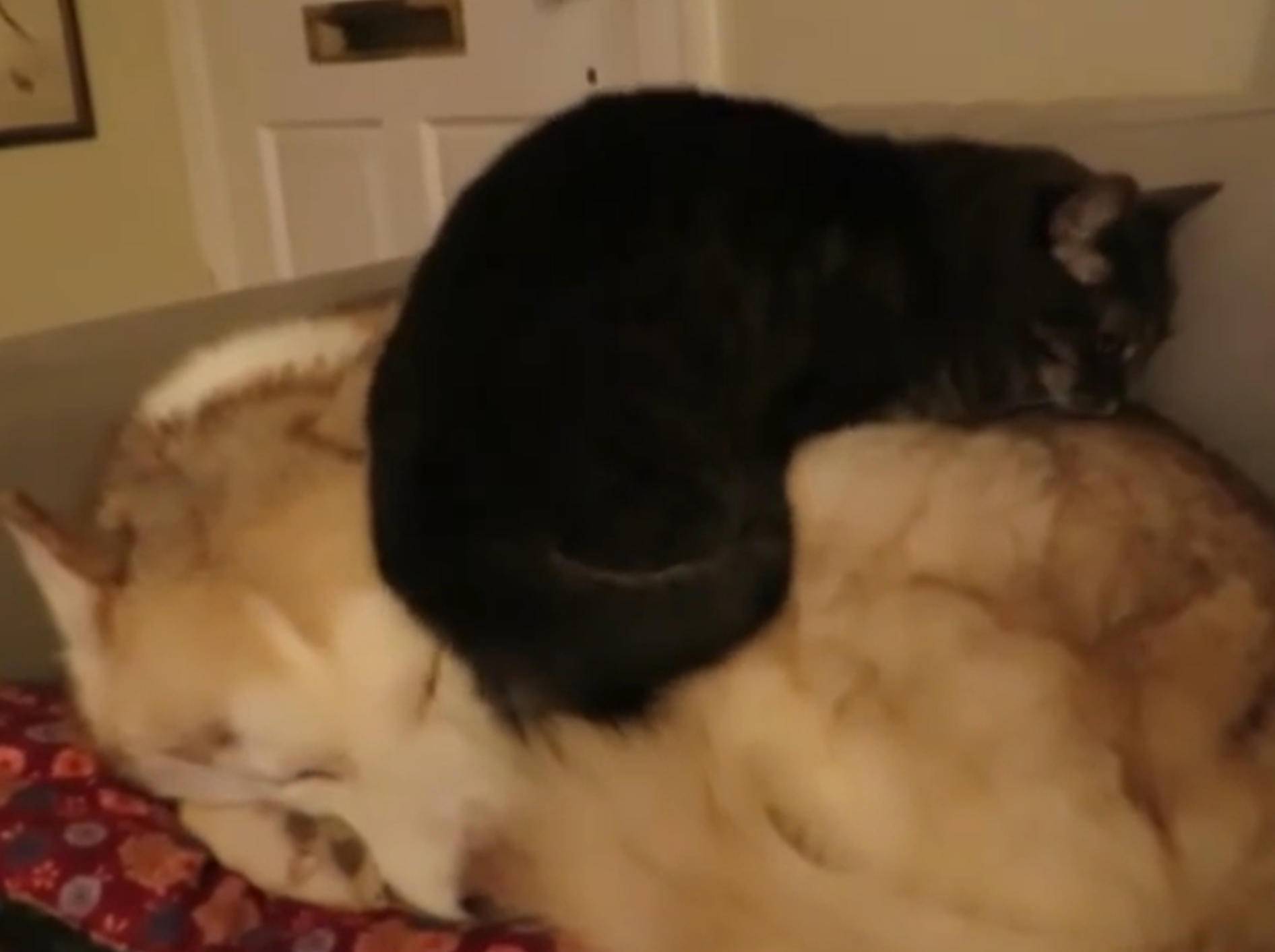 Katze macht es sich auf Husky gemütlich – Bild: YouTube / ElmCityKed