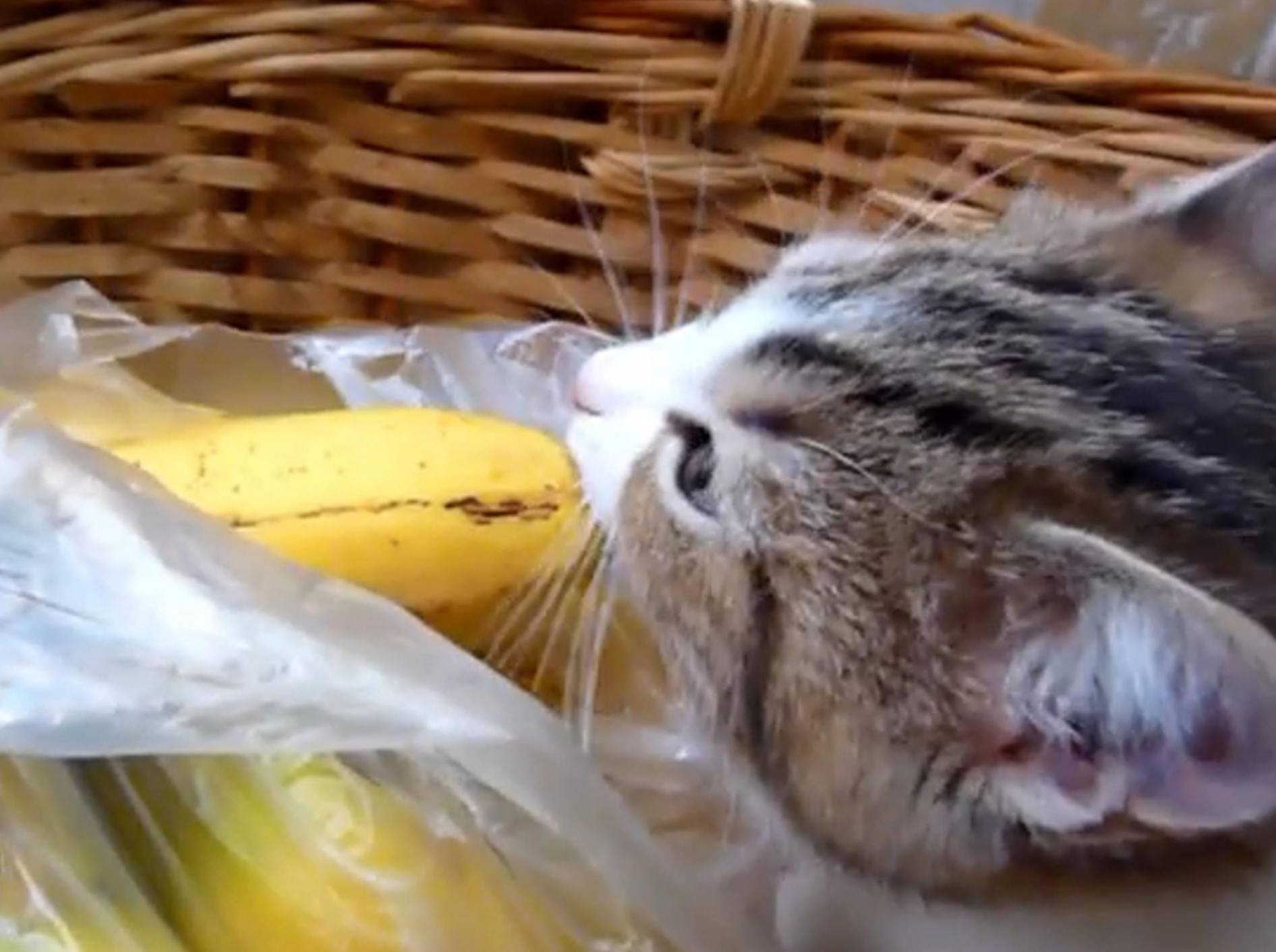 Kätzchen erkundet Obstkorb – Bild: YouTube / Funnycatsandnicefish