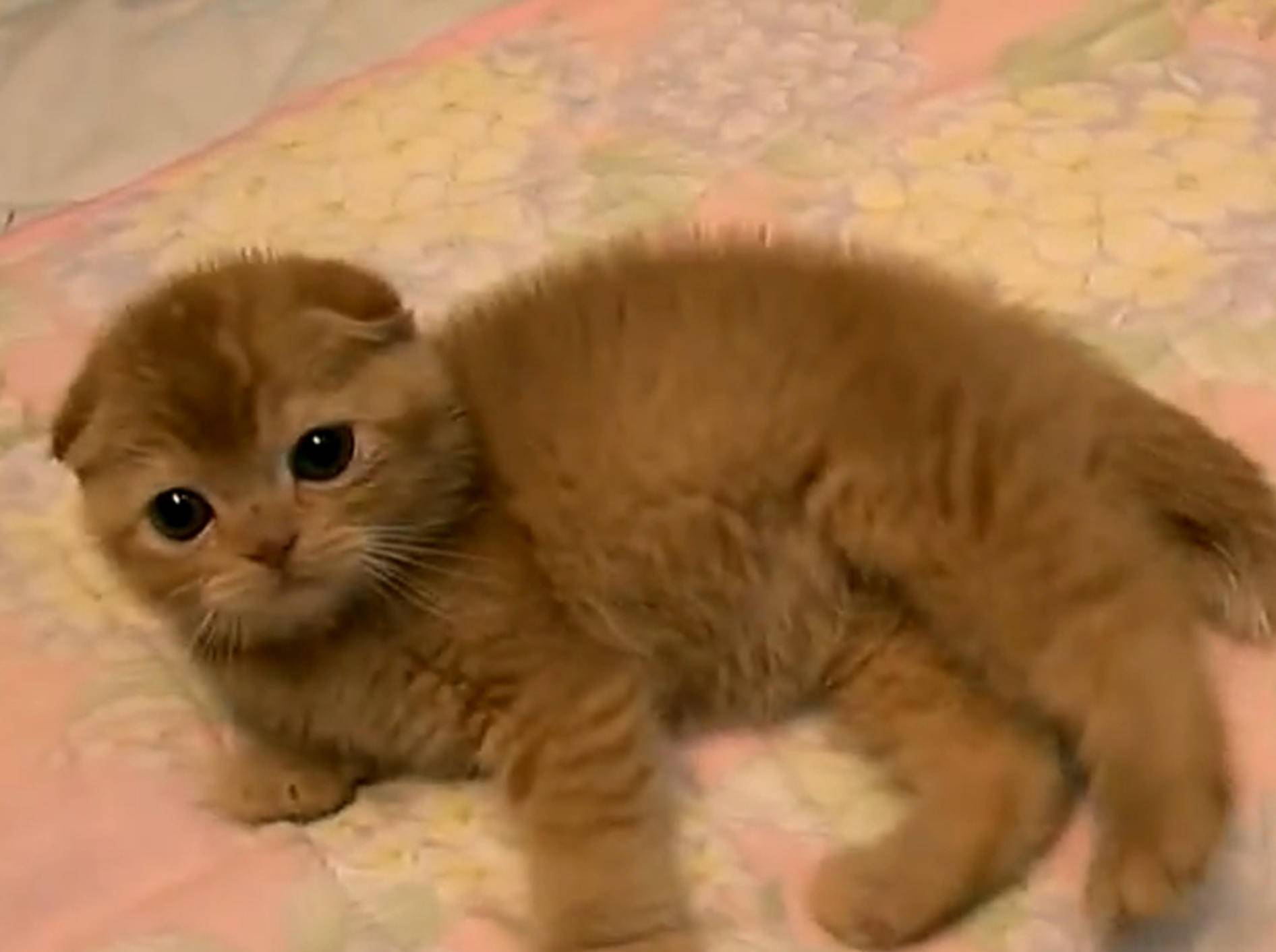 Rotes Katzenbaby begeistert vom Spielen – Bild: YouTube / NUKOOOOO
