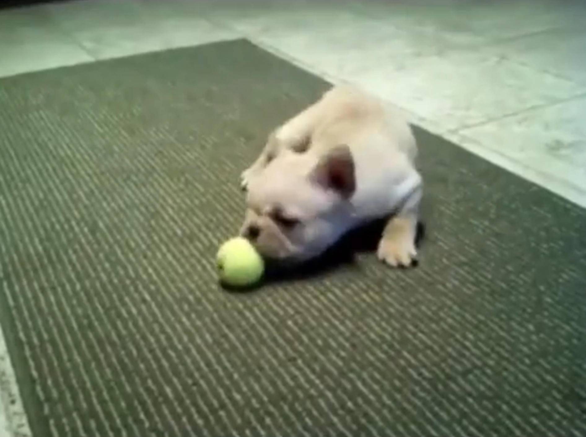 Hundewelpen beim Spielen: Süße Compilation – Bild: YouTube / PawMyGosh
