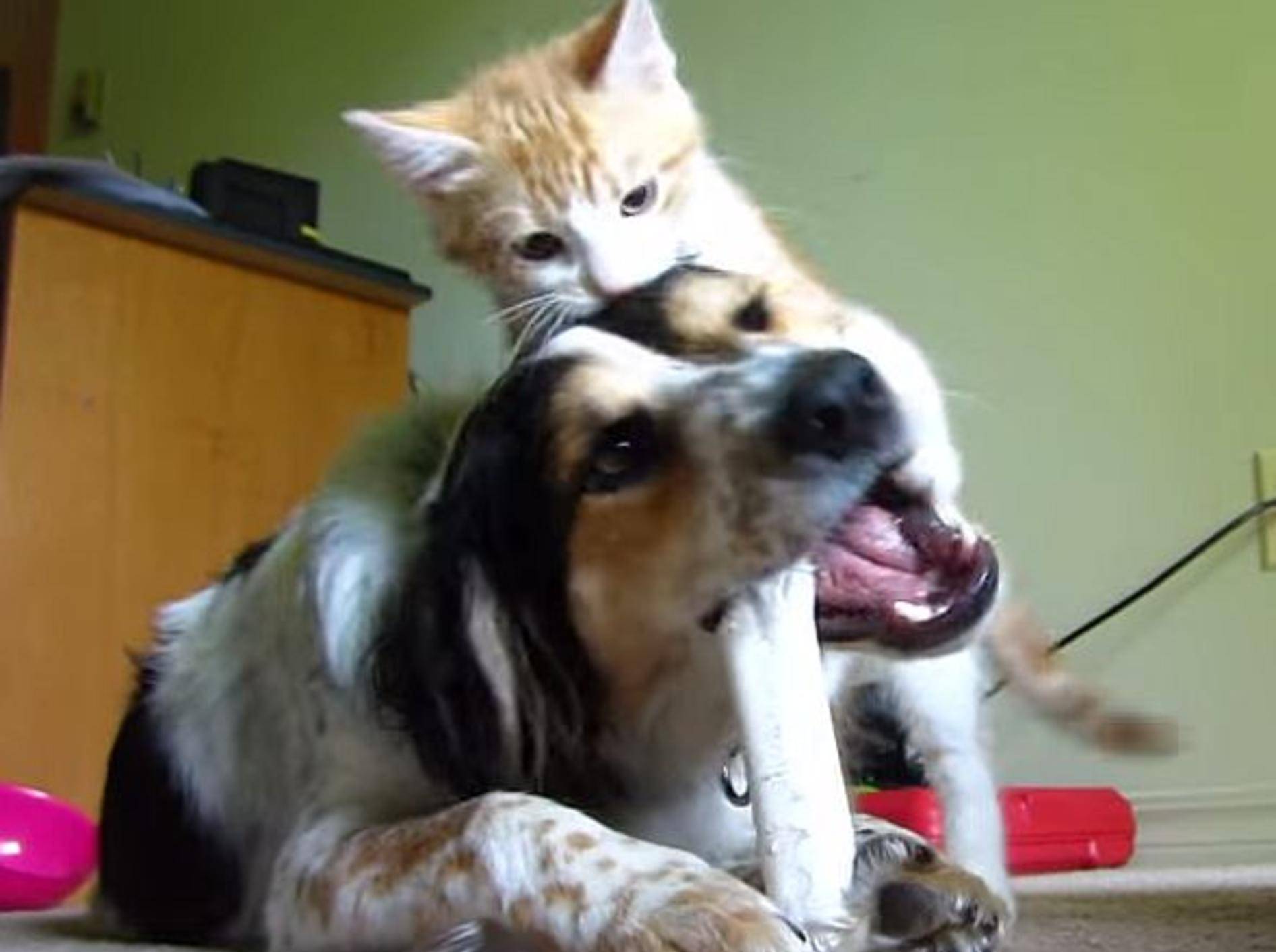 Aufgekratze Katze nervt ihren Hundekumpel – Bild: Youtube / Kevin G