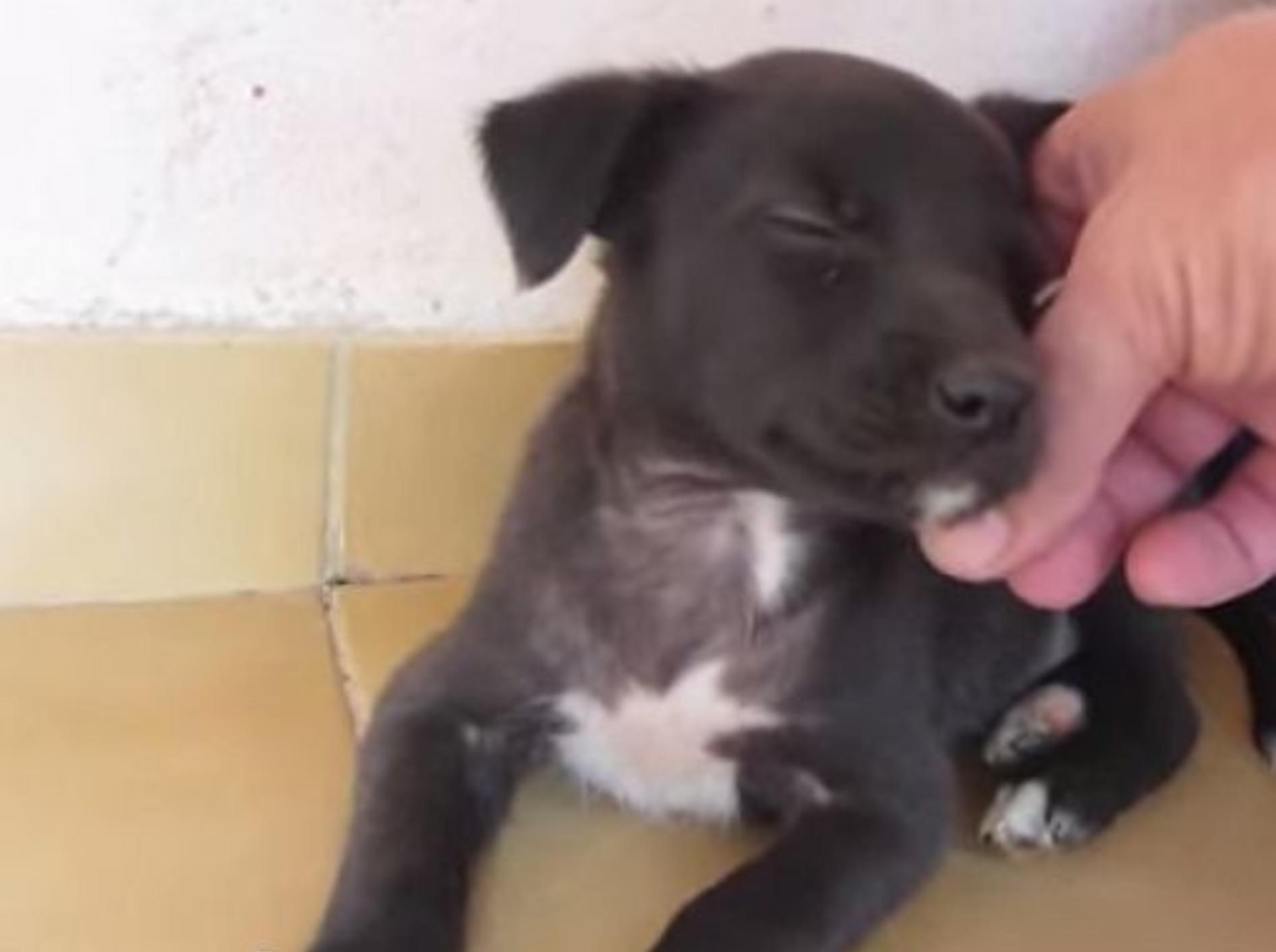 Klitzekleines Hundebaby ist müde vom Spielen – Bild: Youtube / Reno