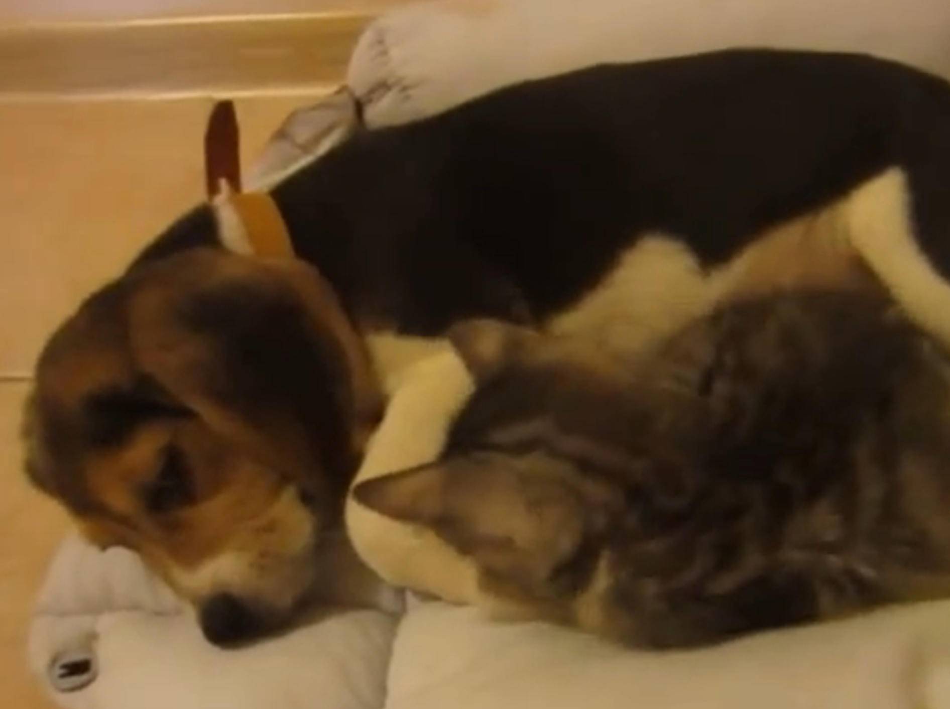 Beagle und Kätzchen: Schmusen oder spielen? – YouTube / Miss Aww
