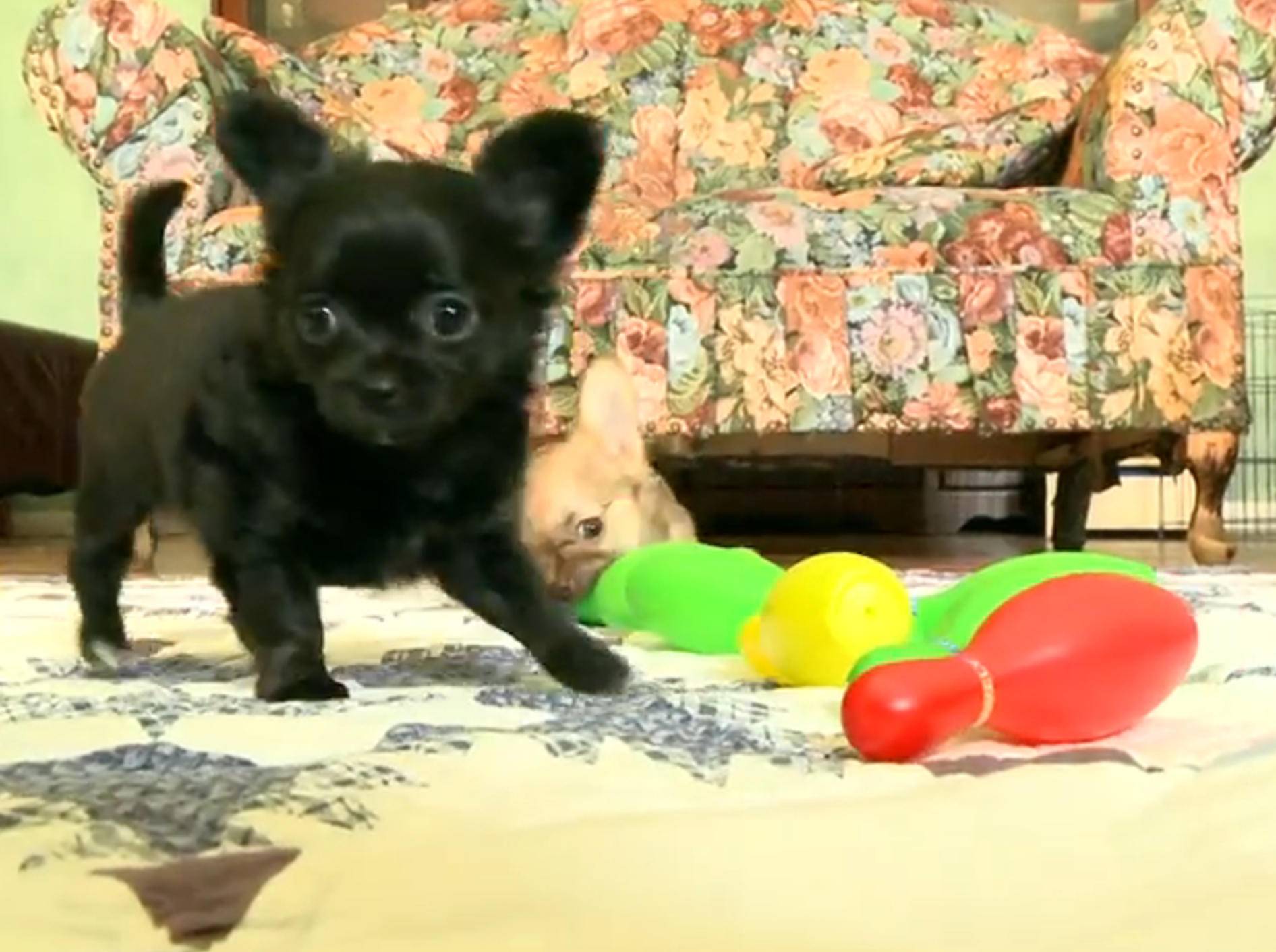 Chihuahua-Welpen als Bowling-Profis? – Bild: YouTube / The Pet Collective