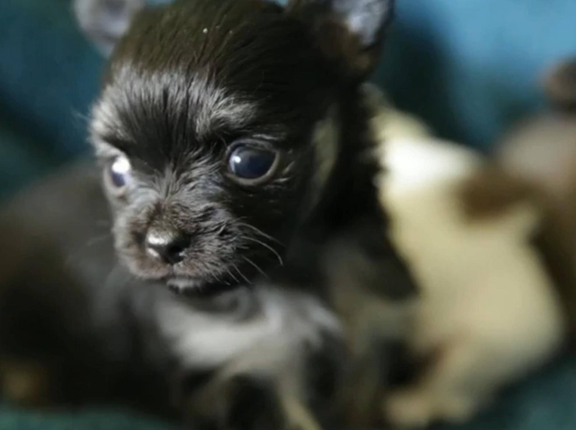 Chihuahua-Welpen zum Verlieben süß – Bild: YouTube / The Pet Collective