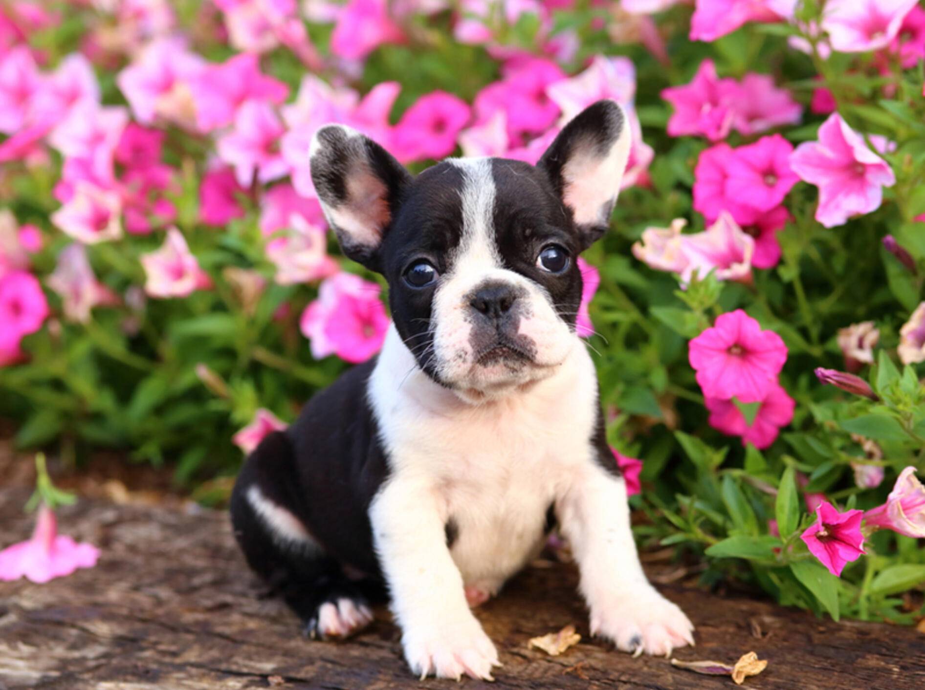 Die Welpen der französischen Bulldogge brauchen viel Pflege – Bild: Shutterstock / JLSnader