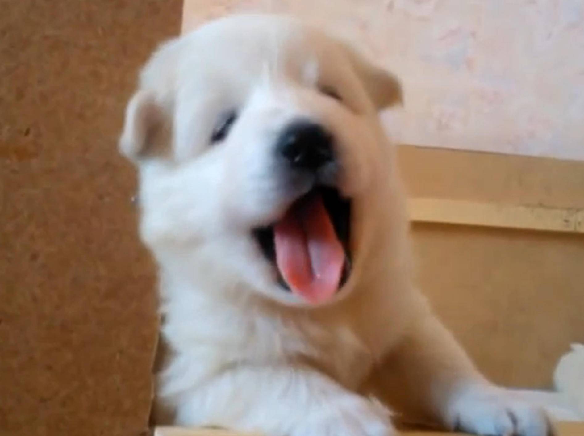 Hundewelpen bellen wie kleine Äffchen – Bild: YouTube / Miss Aww