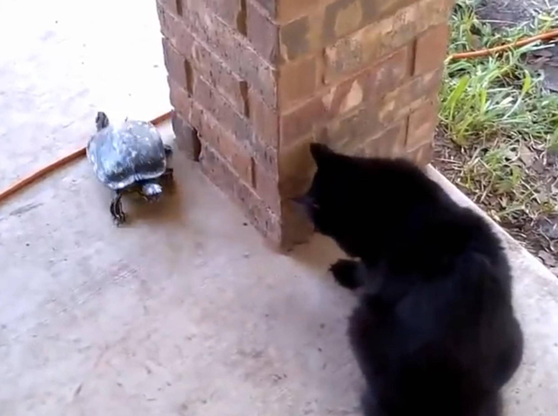 Katze und Schildkröte: Wer jagt hier wen? – Bild: YouTube / Catsss