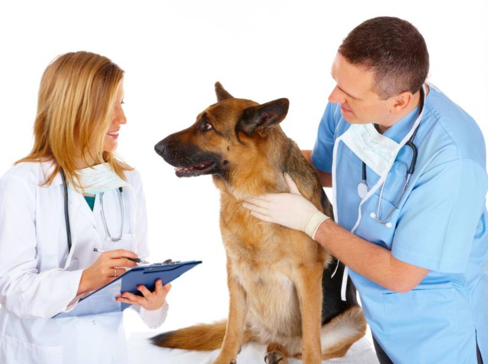 Regelmäßiger Checkup beim Tierarzt: Wichtig für den Hund