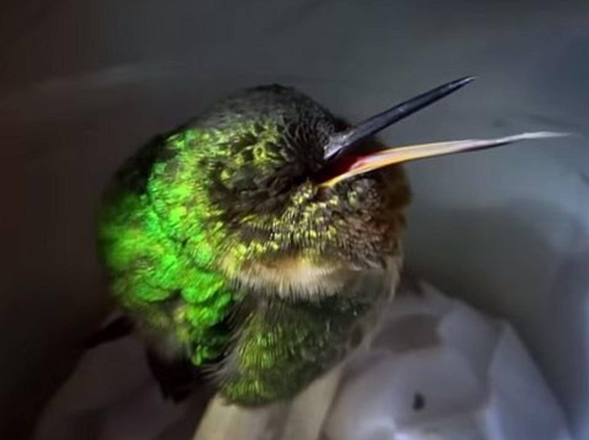 Aufgepasst: So schnarcht ein Kolibri! – Bild: Youtube / BBC
