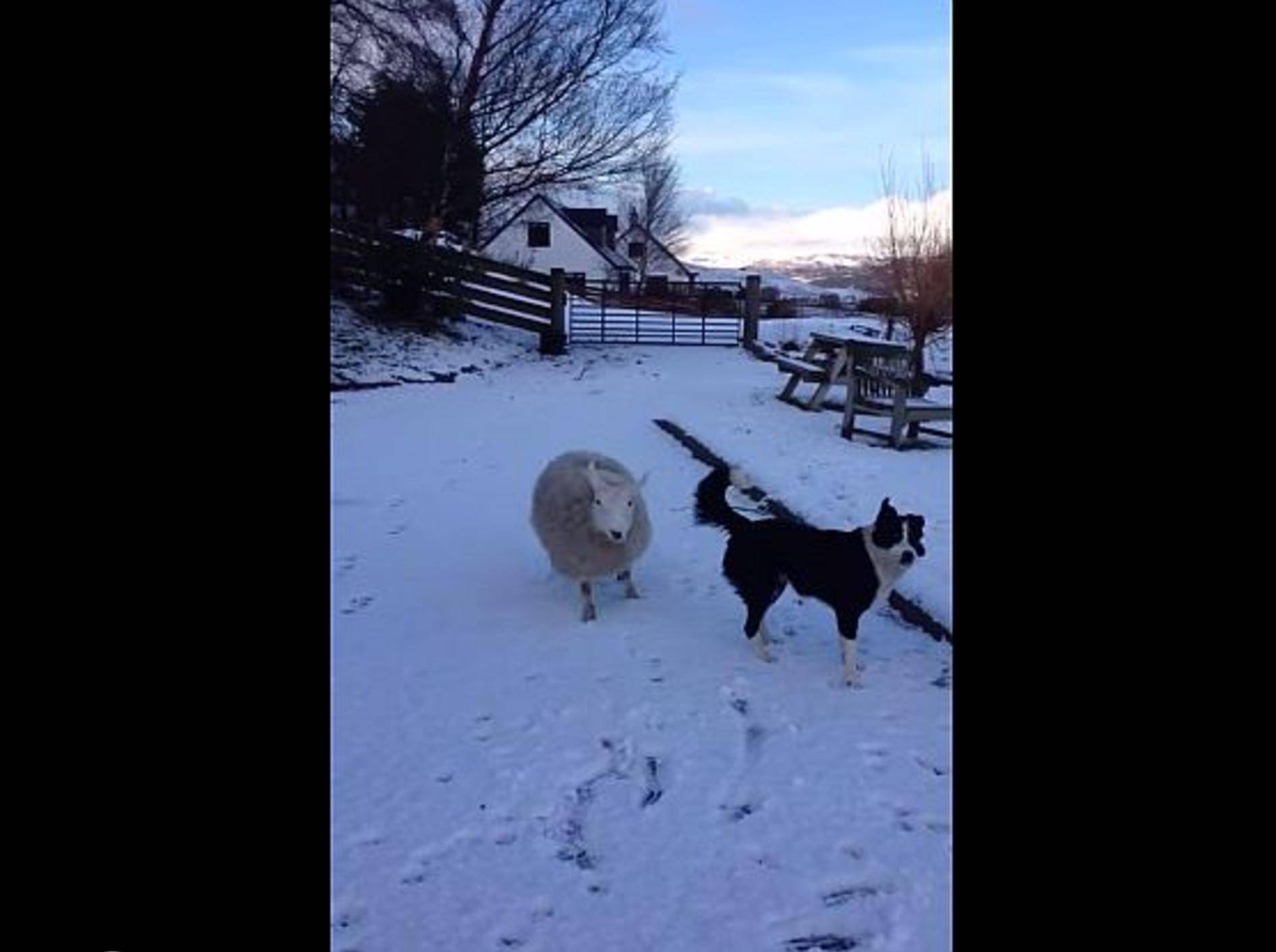 Lustiges Schaf: "Hey Kumpels, lasst mich mitspielen!" – Bild: Youtube / Jemma Mackenzie
