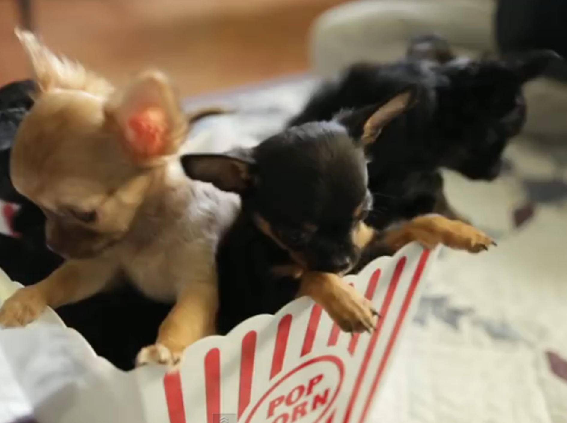 Chihuahua-Welpen im Popcorn-Becher – Bild: YouTube / The Pet Collective