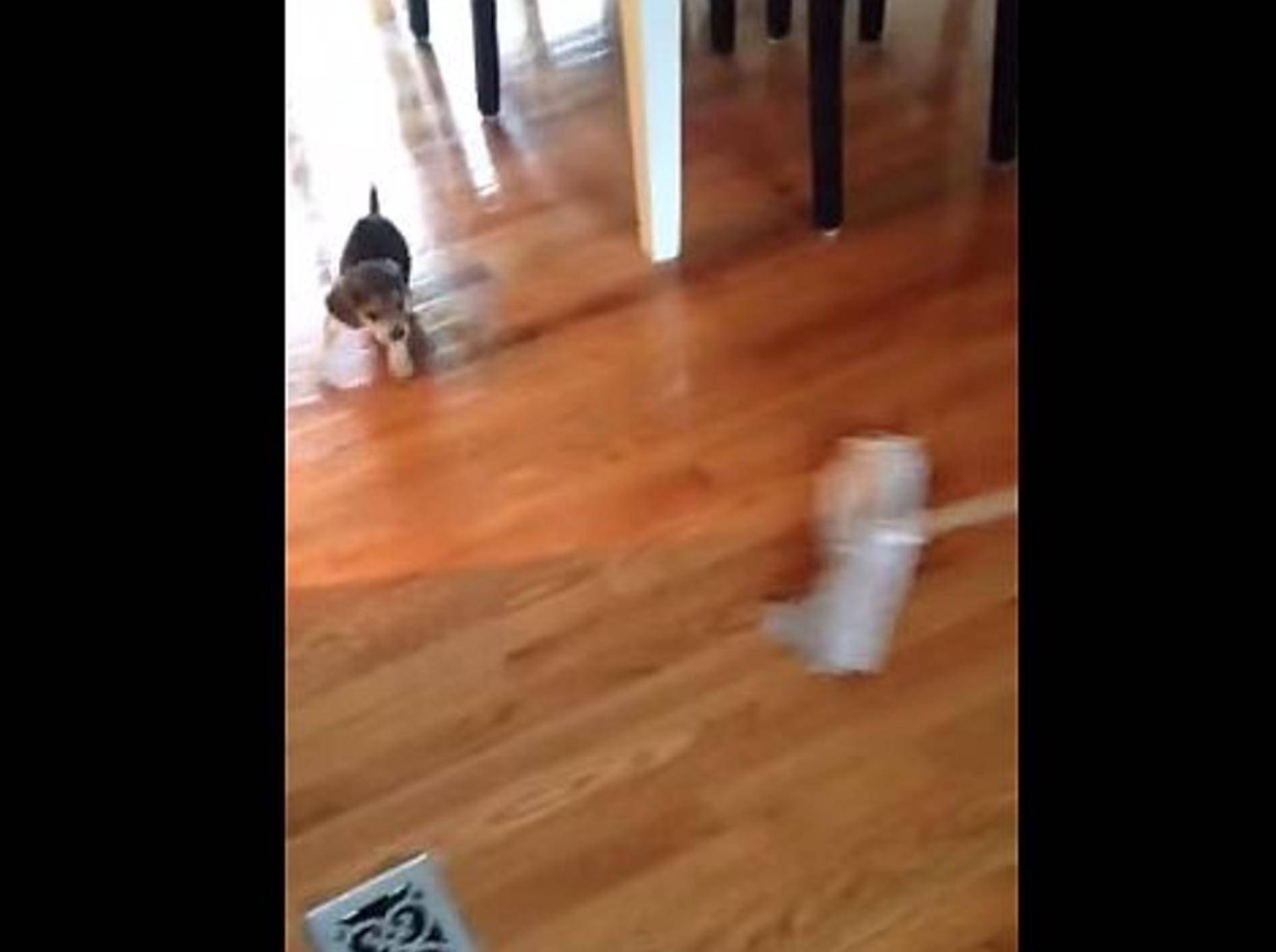 Beagle-Welpe: Juhu, heute ist Putztag! – Bild: YouTube / Kelly Ross