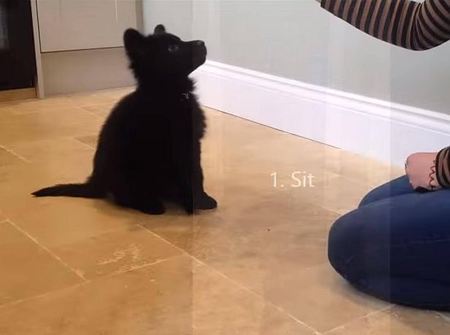 Babyschäferhund zeigt Tricks – Bild: Youtube / Alice Brownridge