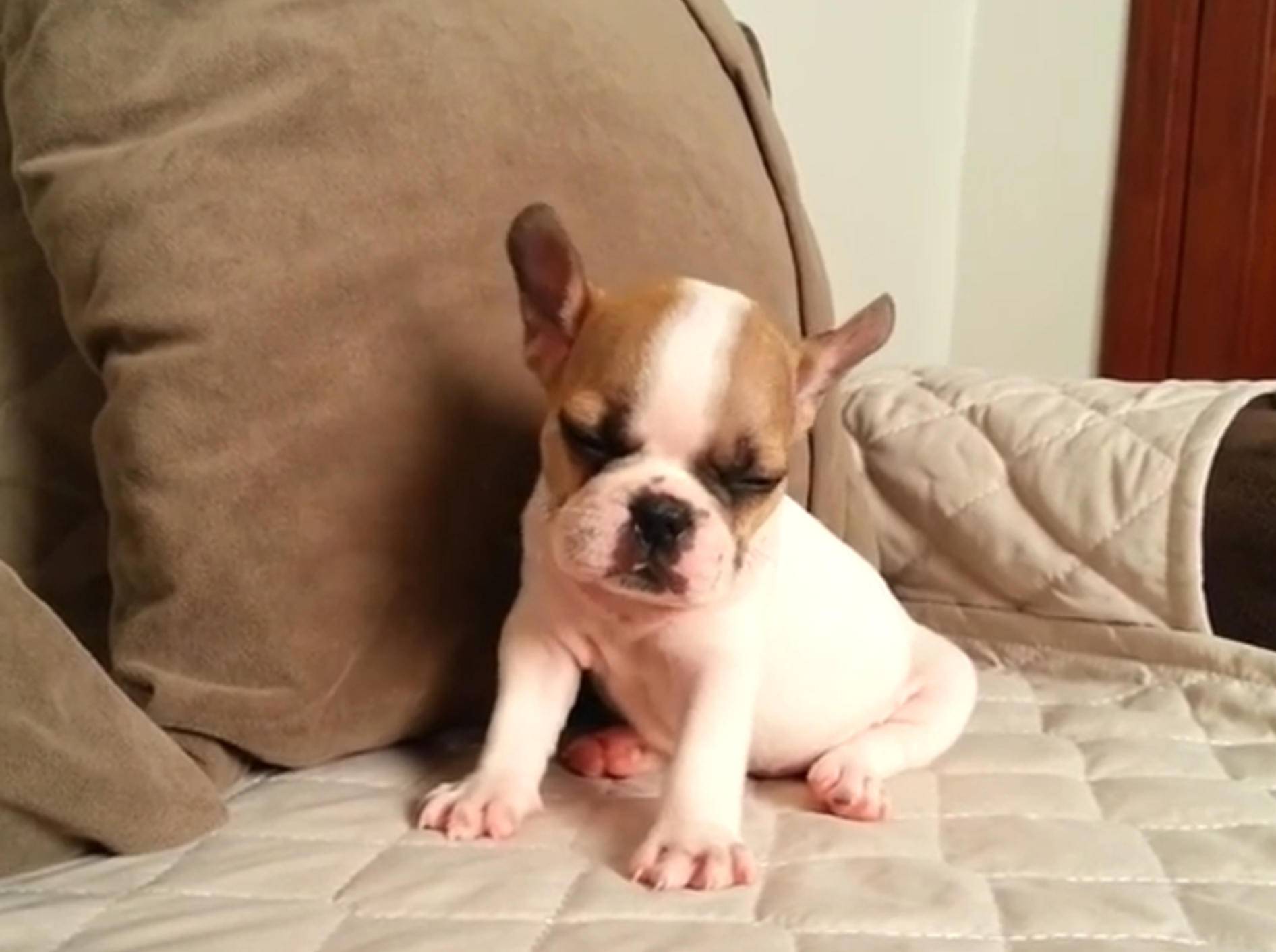 Französische Bulldogge: "Jetzt bloß nicht einschlafen!" – Bild: YouTube / jmarcoz bull