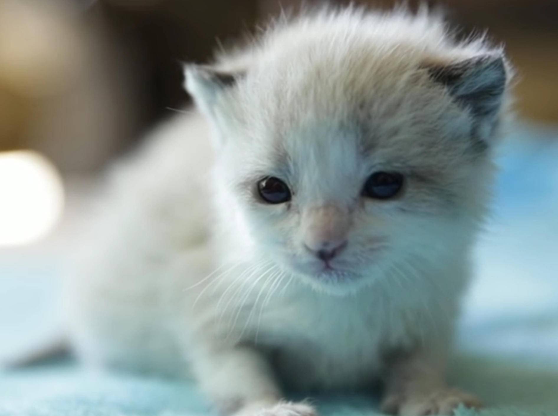 Kätzchen-Compilation: Wer ist niedlicher? – Bild: YouTube / The Pet Collective