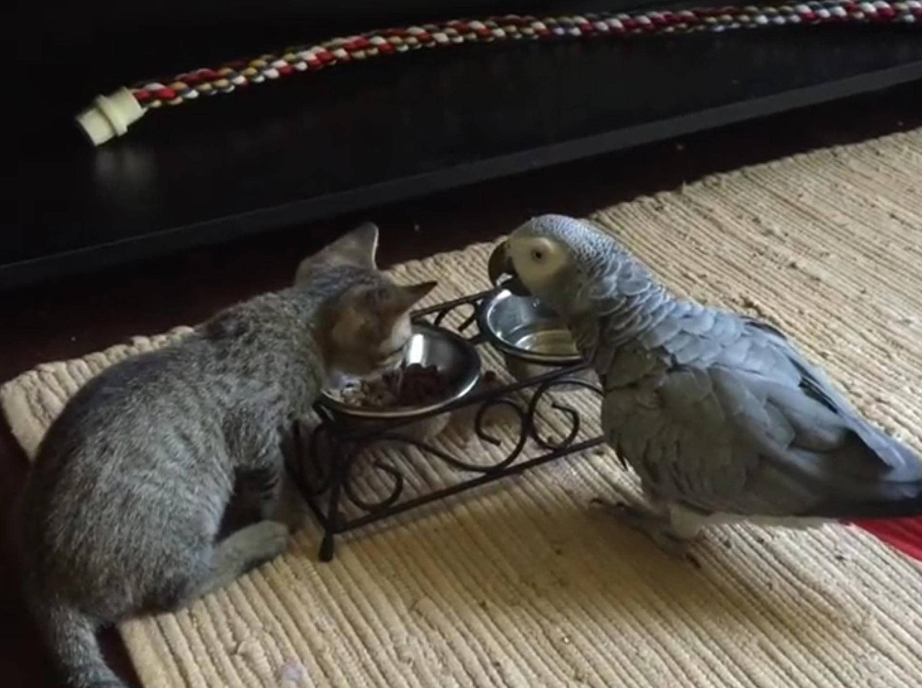 Papagei trifft Kätzchen: "Lass uns Freunde sein!" – Bild: YouTube / T&N Services LLC.