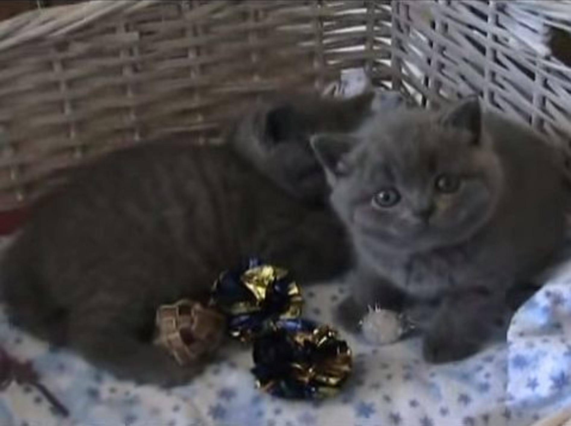 BKH-Katzenbabys entdecken die Welt – Bild: Youtube / Tamila Aspen