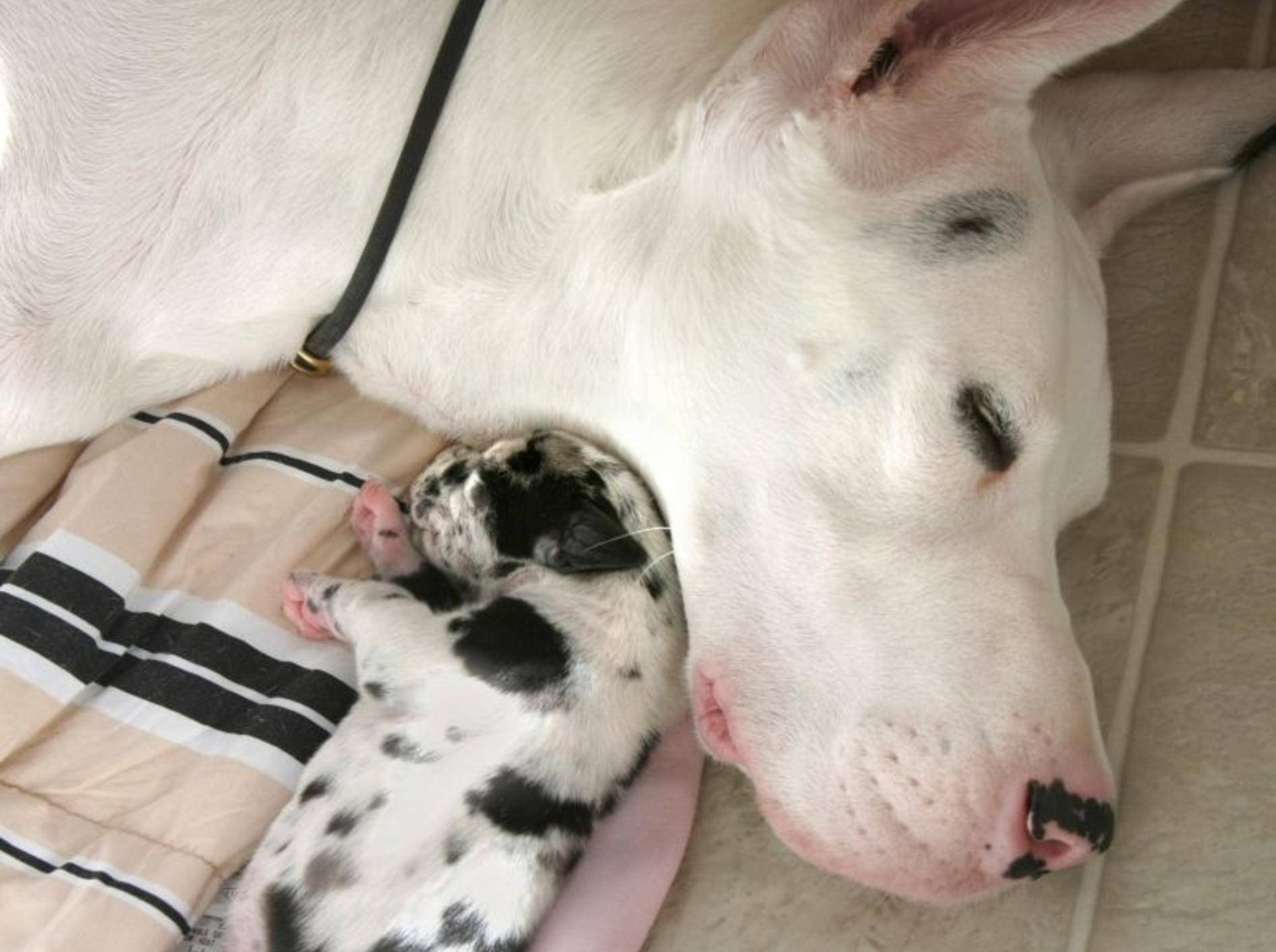 Der Kleinste macht den Anfang: Ein Deutsche-Doggen-Welpe kuschelt mit seiner Mama – Bild: Shutterstock / Photohunter