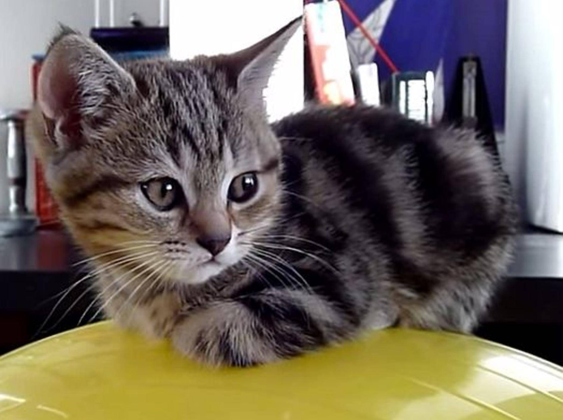 Getigertes Kätzchen erobert Medizinball – Bild: Youtube / Funnycatsandnicefish