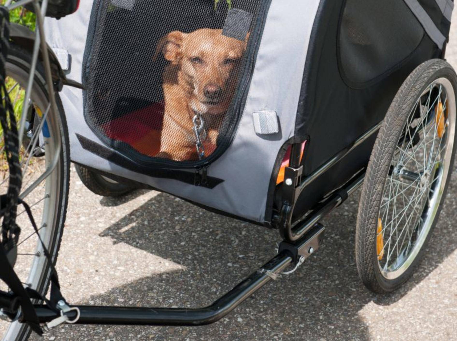 Praktisch: Fahrrad-Anhänger für Hunde – Bild: Shutterstock / Ivonne Wierink