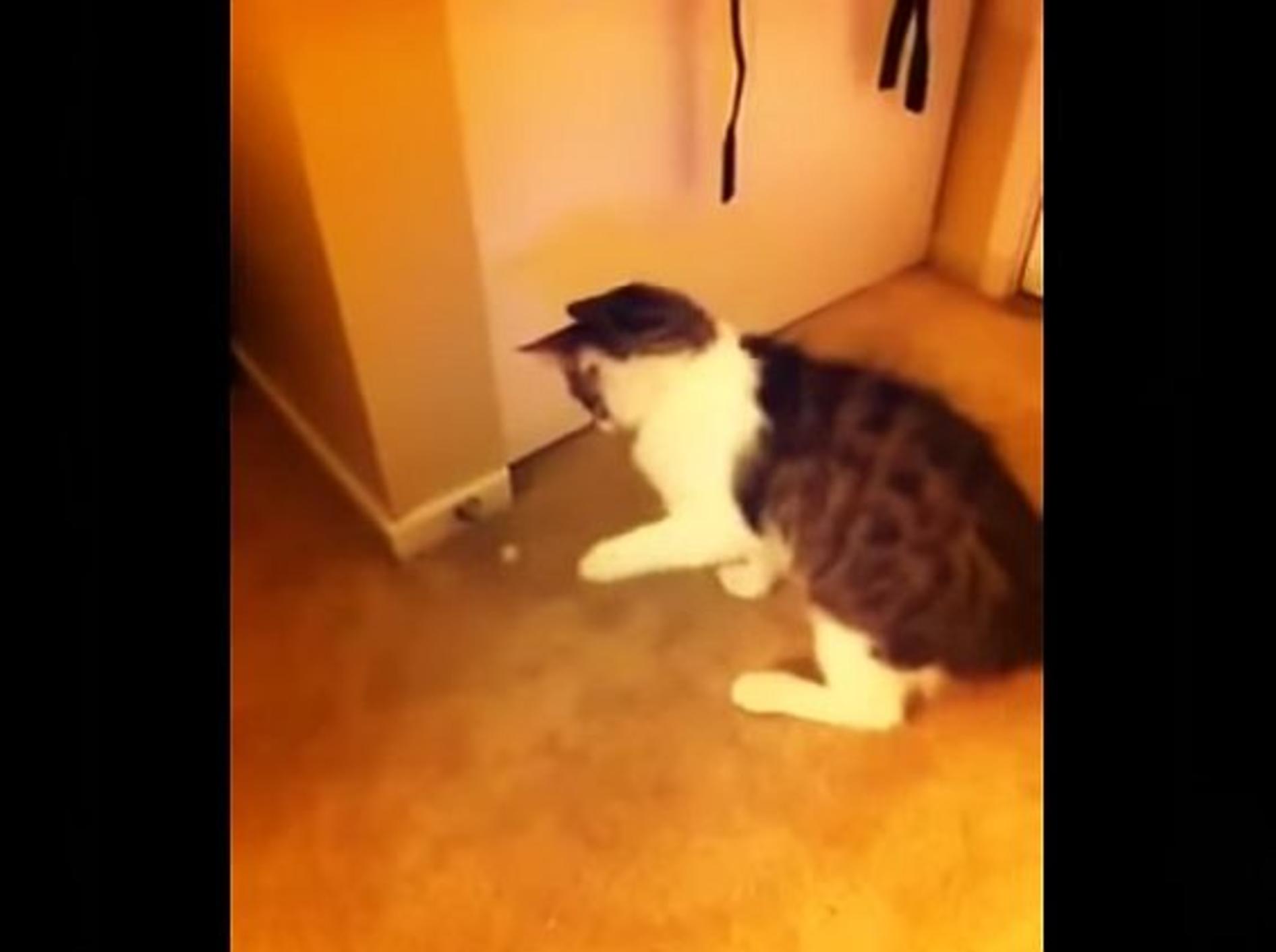 Katzen versus Türstopper: Wer gewinnt? – Bild: Youtube / CrazyFunnyStuffCFS